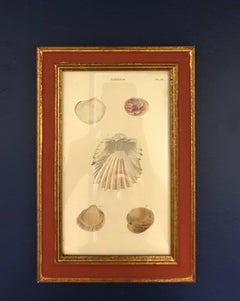 19th Century, Set of Four Shell Engravings
