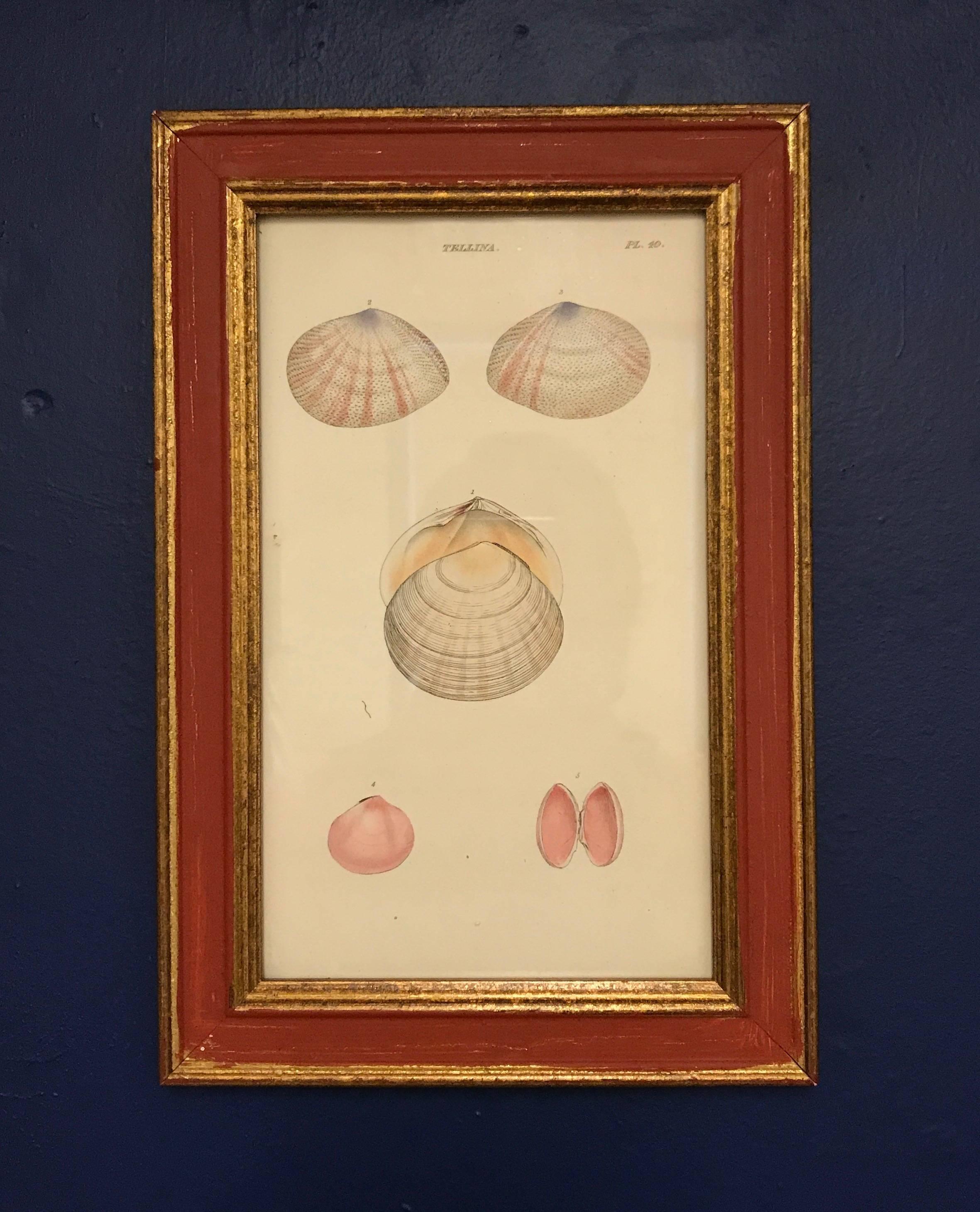 Lovely set of four shell engravings - by William Wood FRS, Britsh zoologist - from General Conchology, A Description of Shells, England 1815, hand decorated and red painted frames.