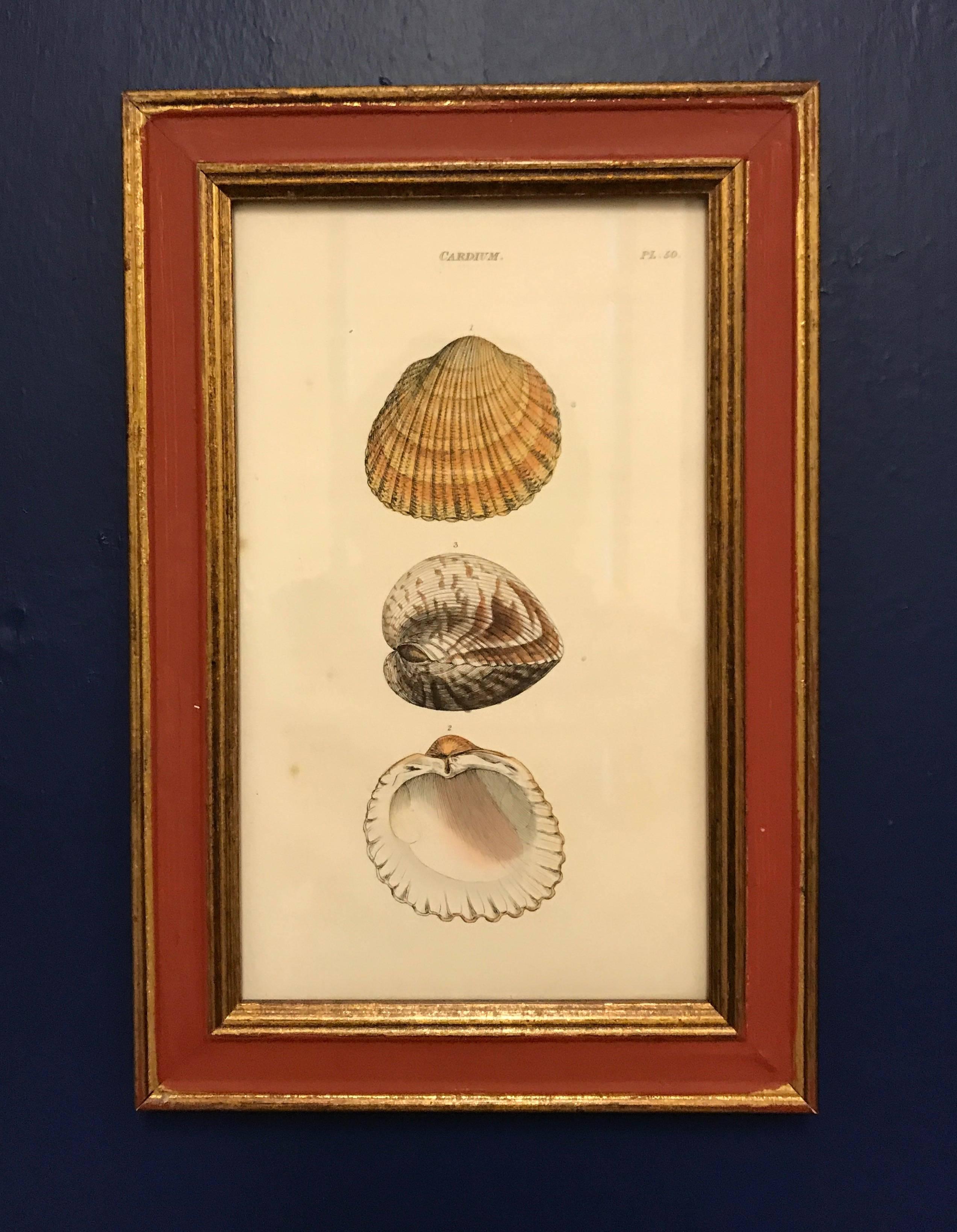 Great Britain (UK) 19th Century, Set of Four Shell Engravings  For Sale