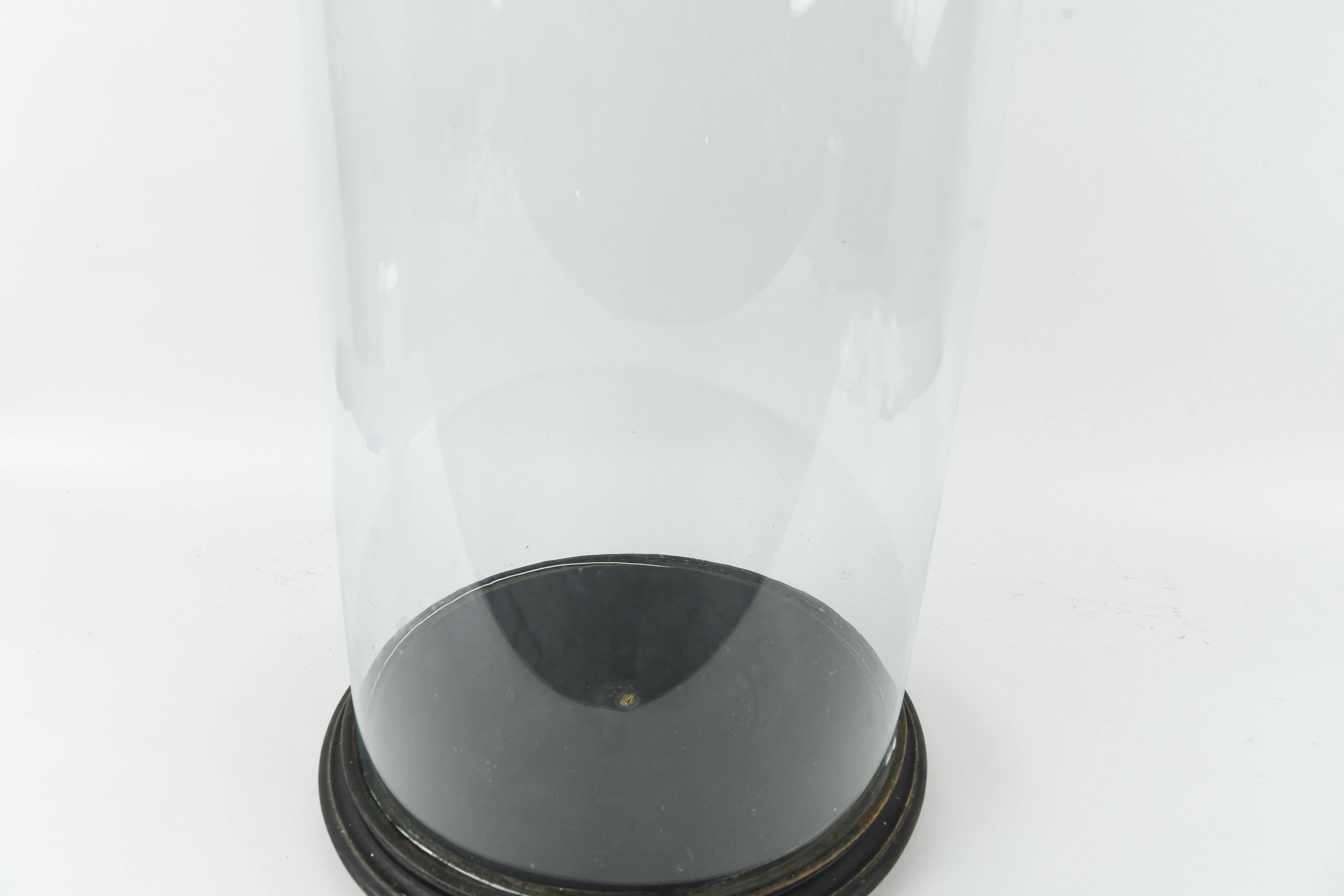 American Antique Glass Display Dome For Sale