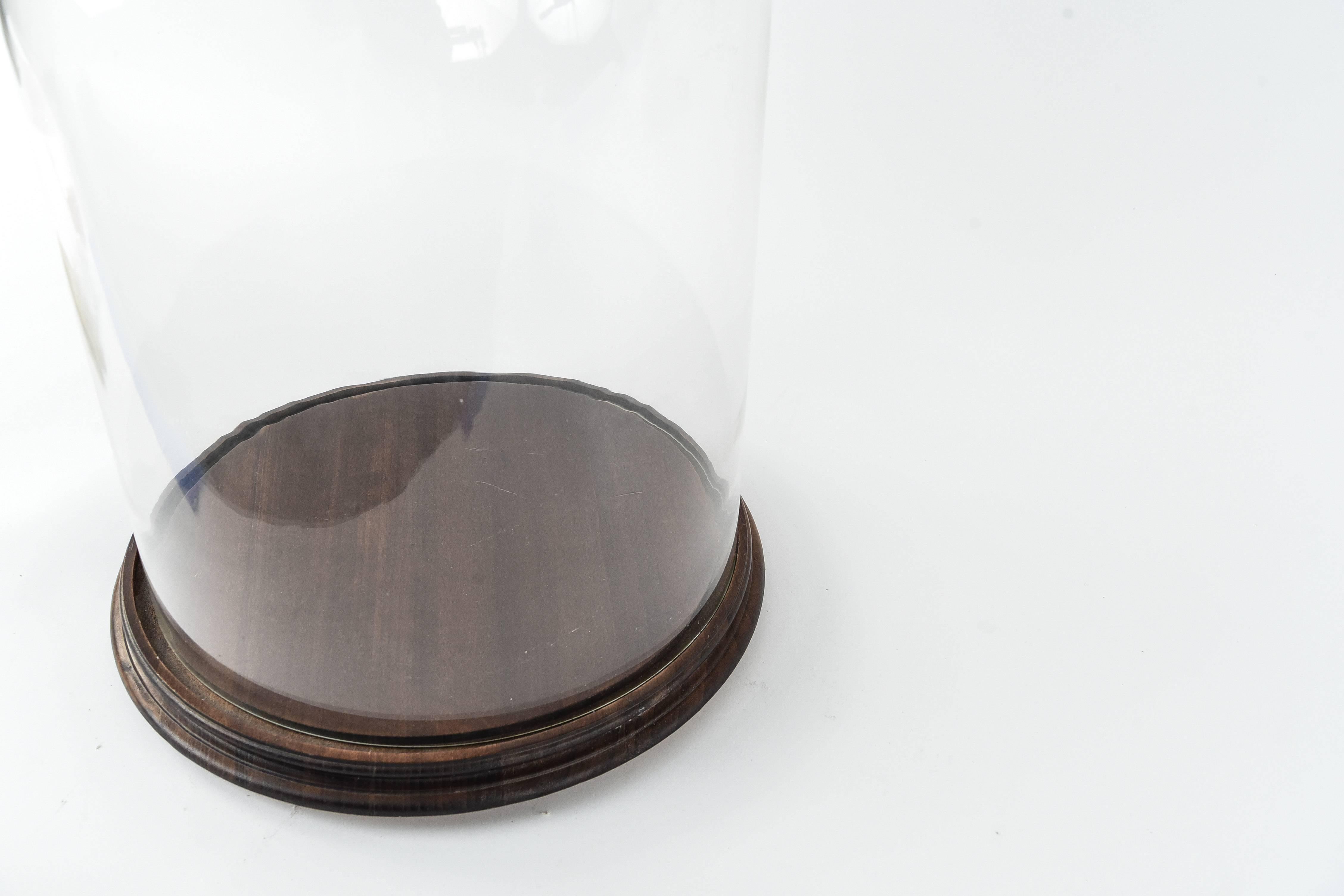 Antique Glass Dome Display Case at 1stDibs victorian glass dome display case, large glass dome