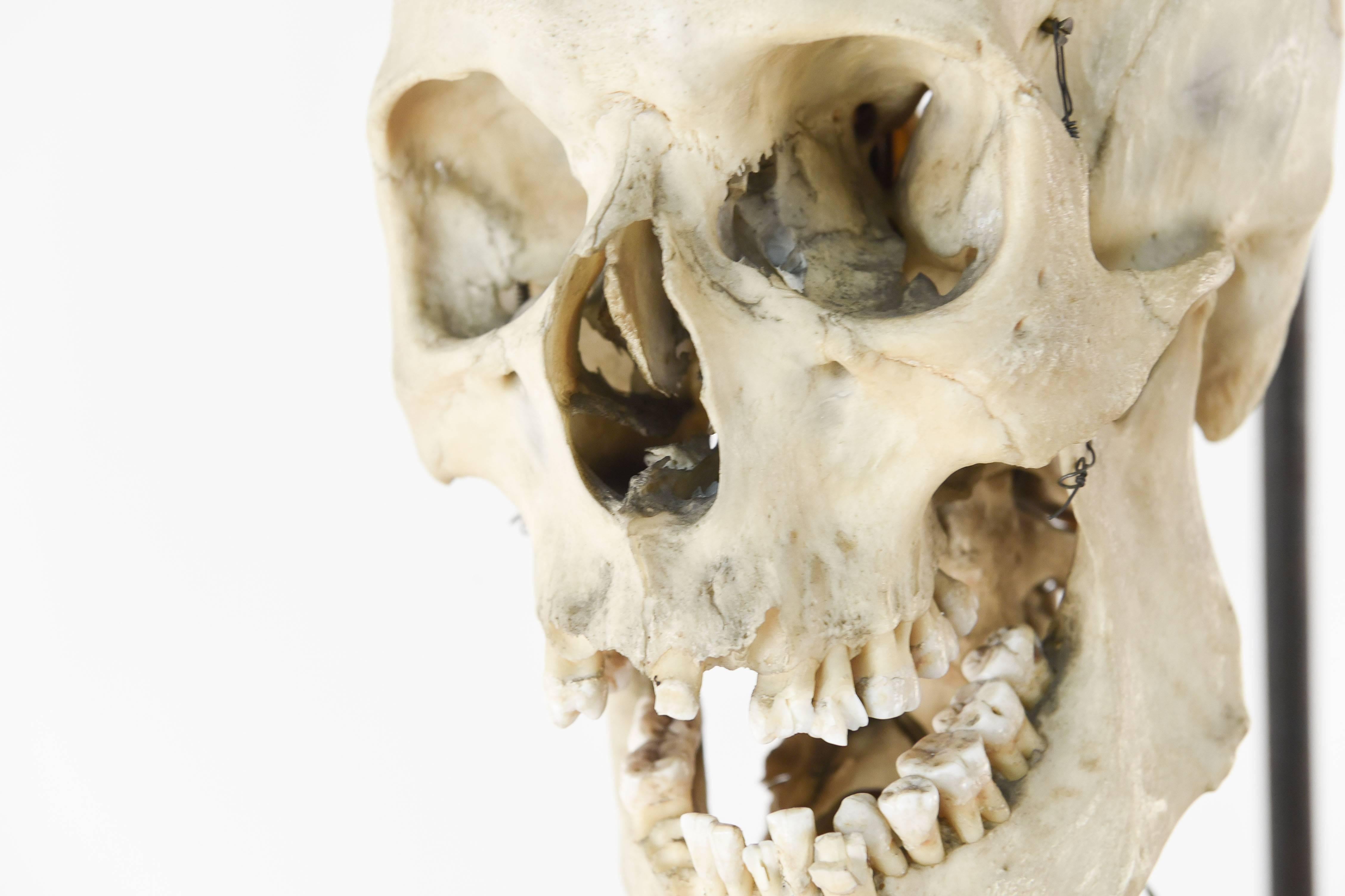 20th Century Male Human Skeleton Scientific / Education Model