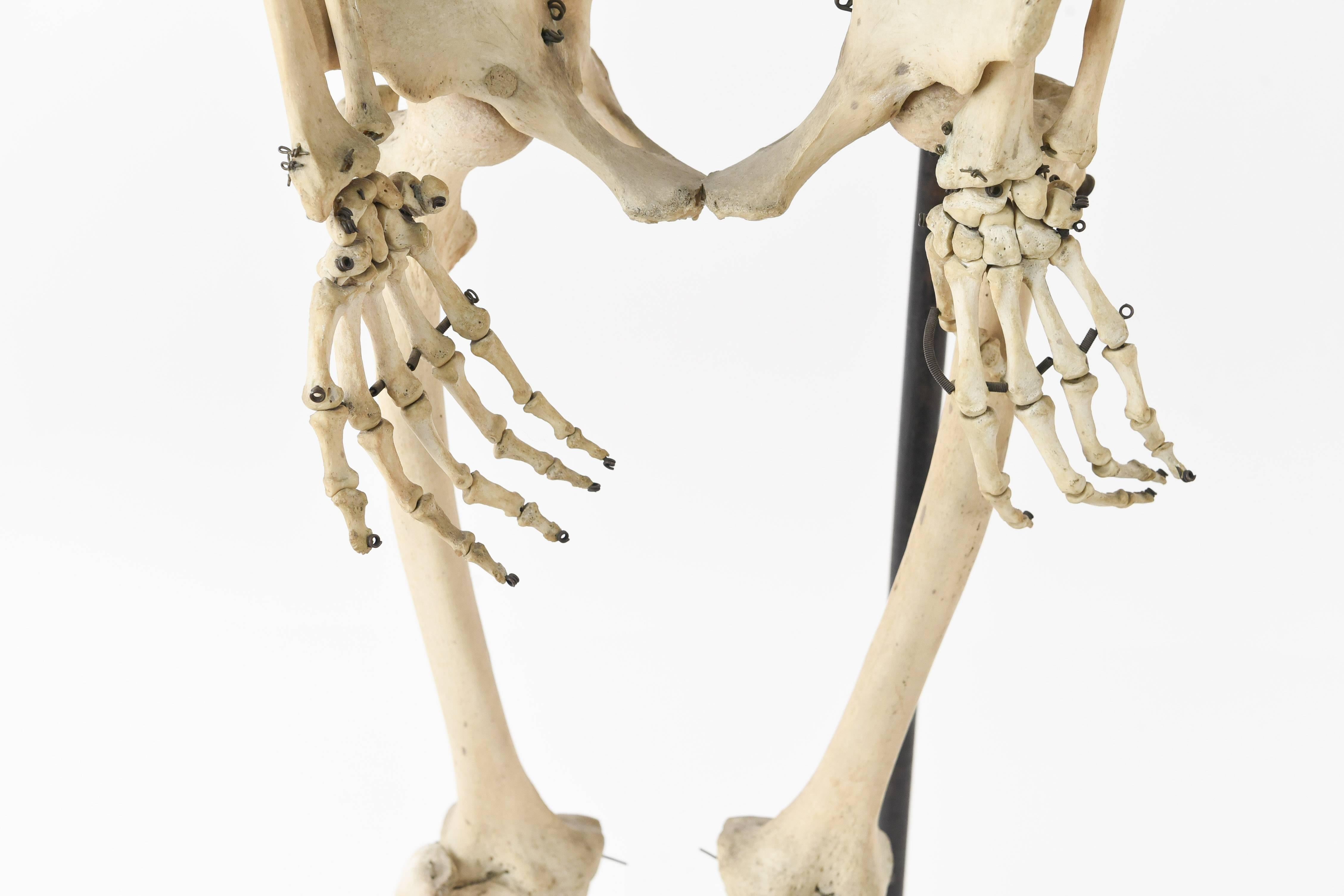 real human skeleton images