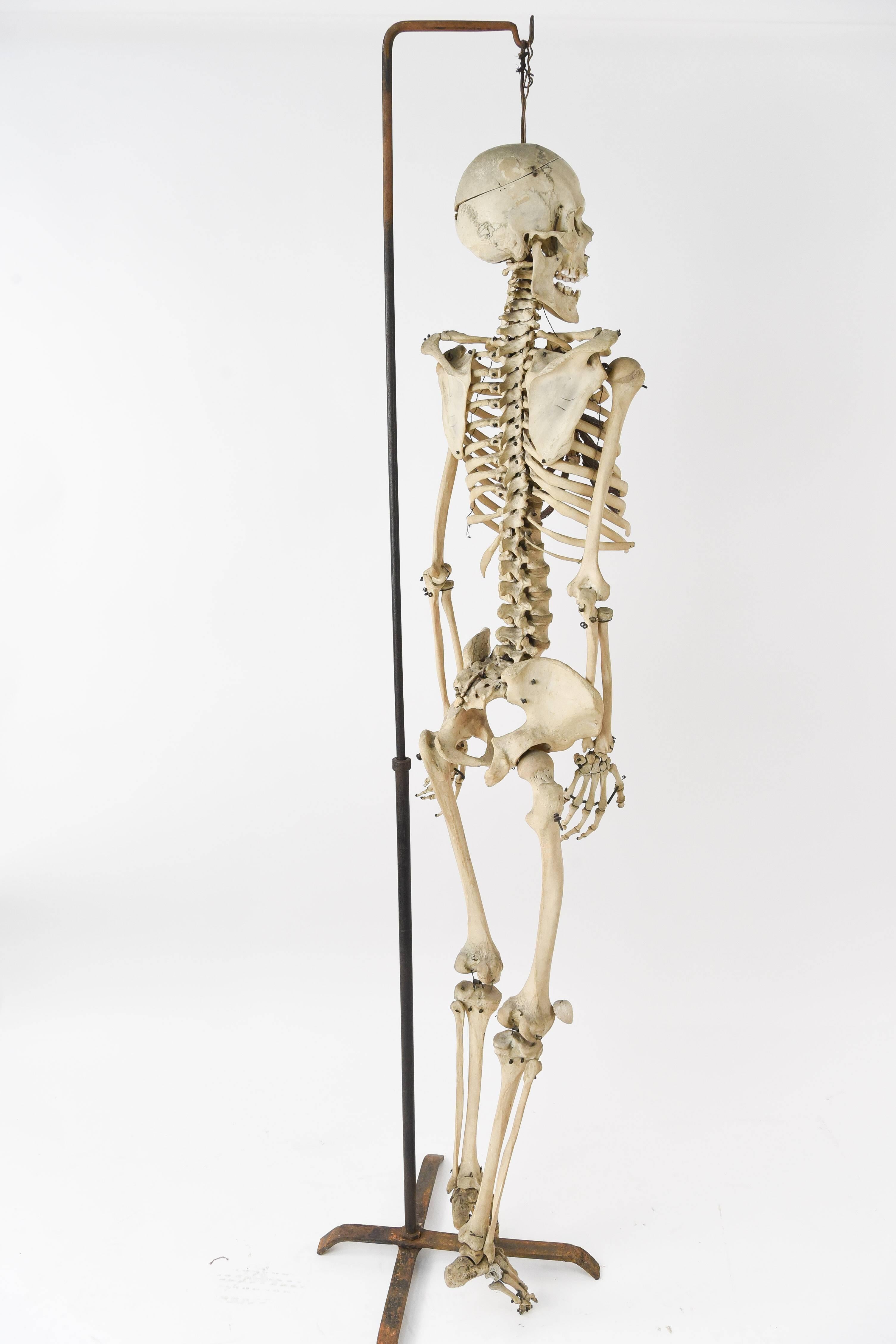 Male Human Skeleton Scientific / Education Model 1