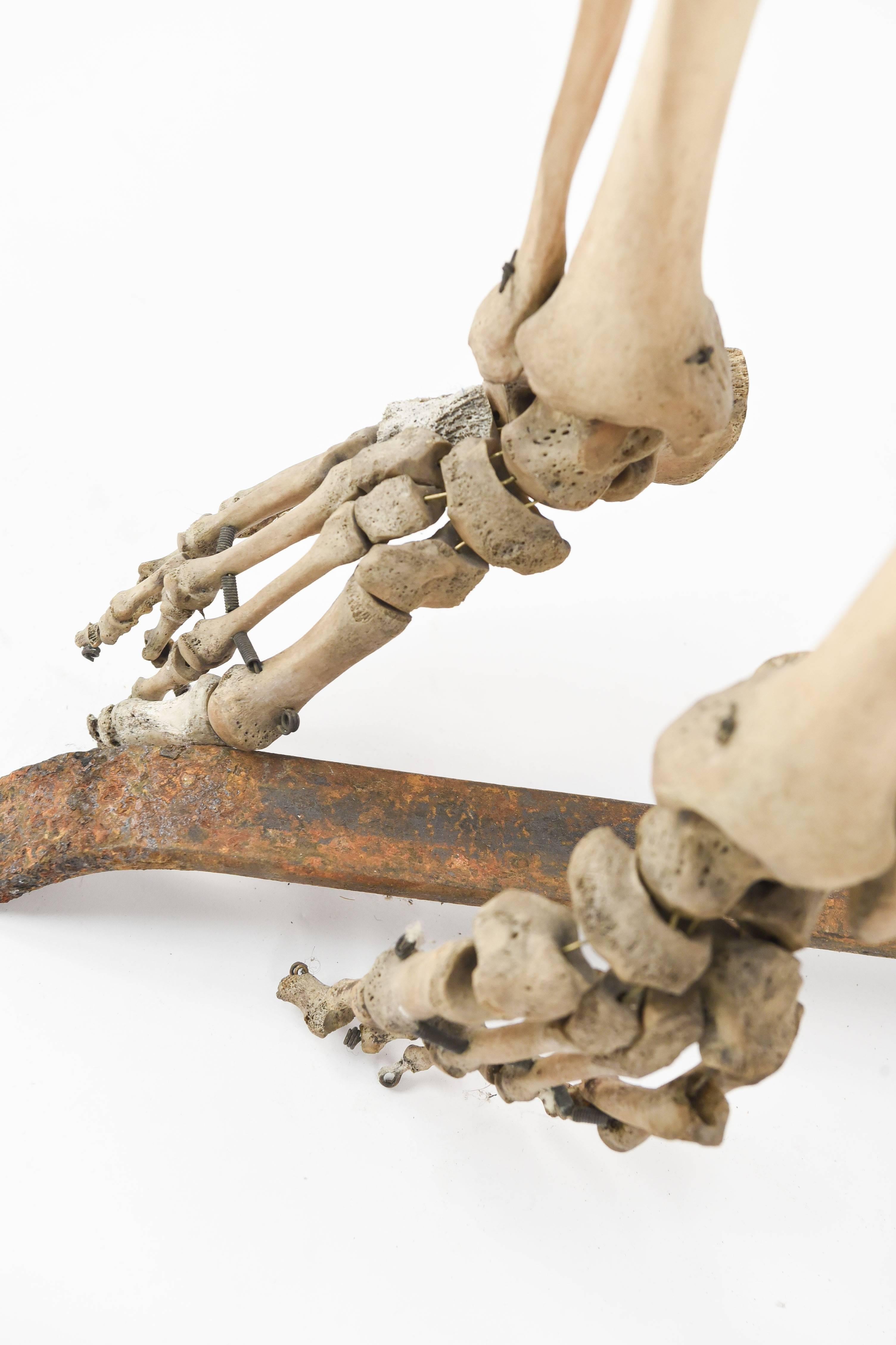 American Male Human Skeleton Scientific / Education Model