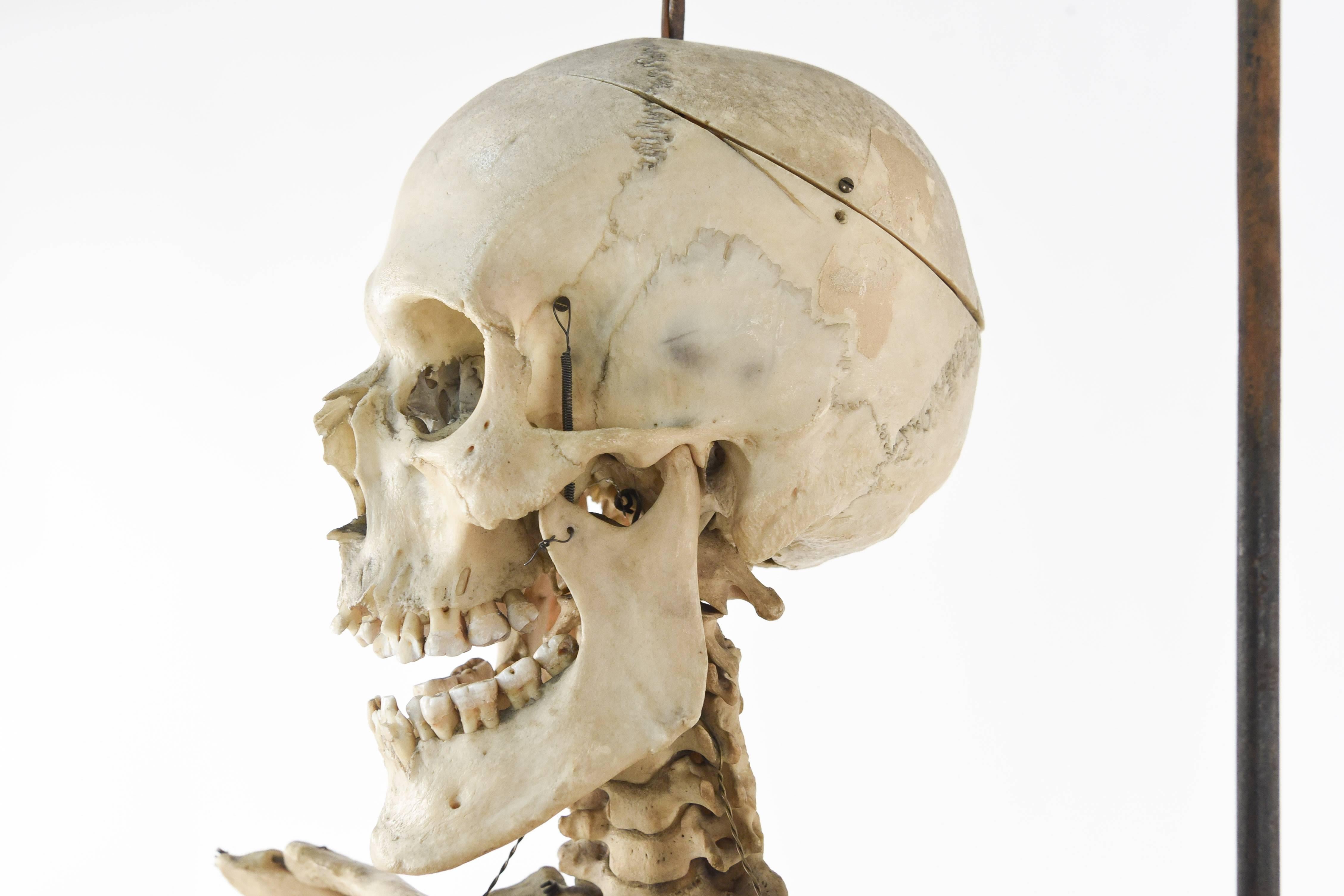 Bone Male Human Skeleton Scientific / Education Model