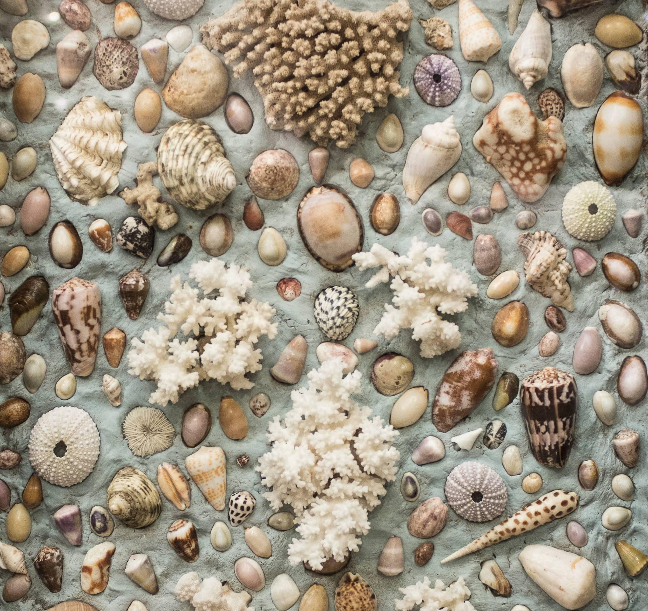 One of a kind composition of shells, fossils and corals. From a private French collection. Midcentury.