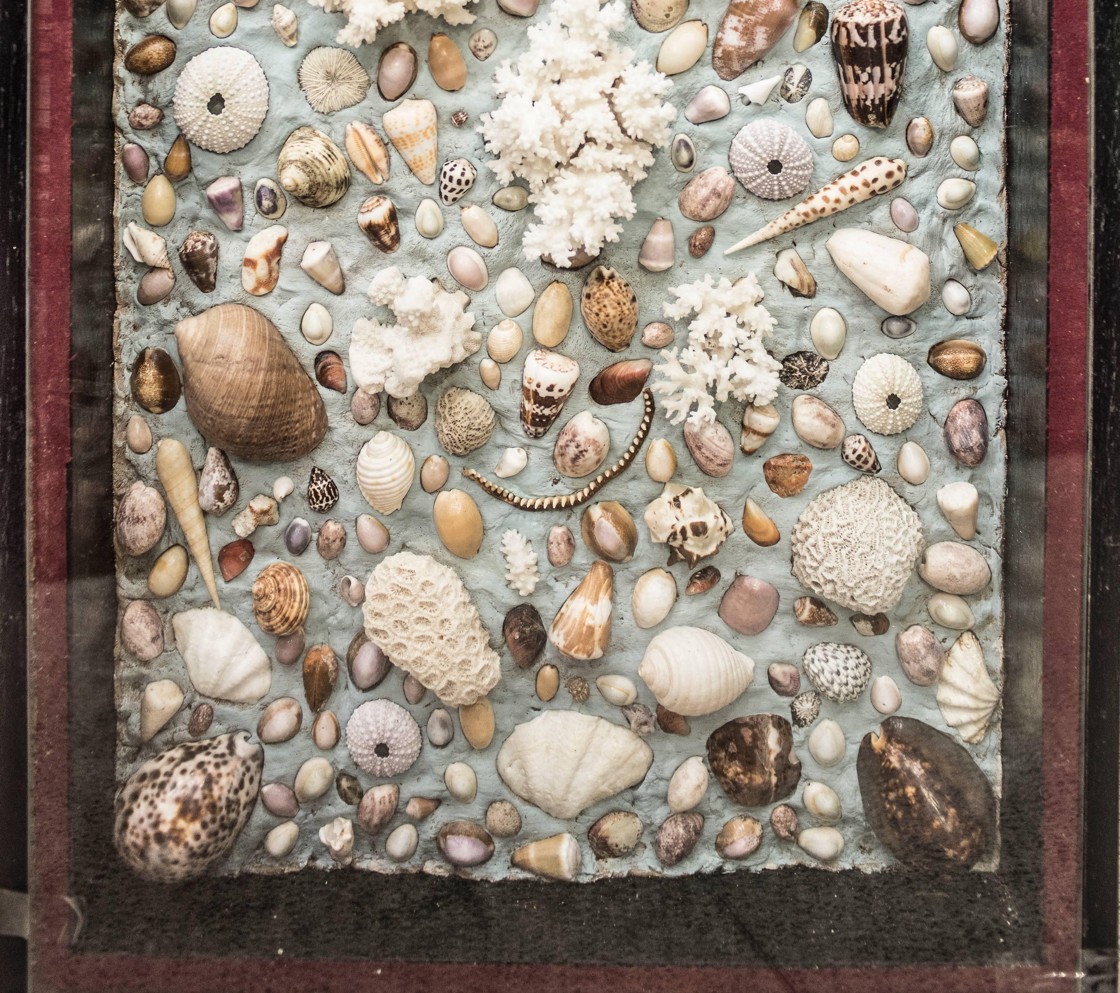 Mid-Century Modern Midcentury French Composition of Corals, Shells and Fossils