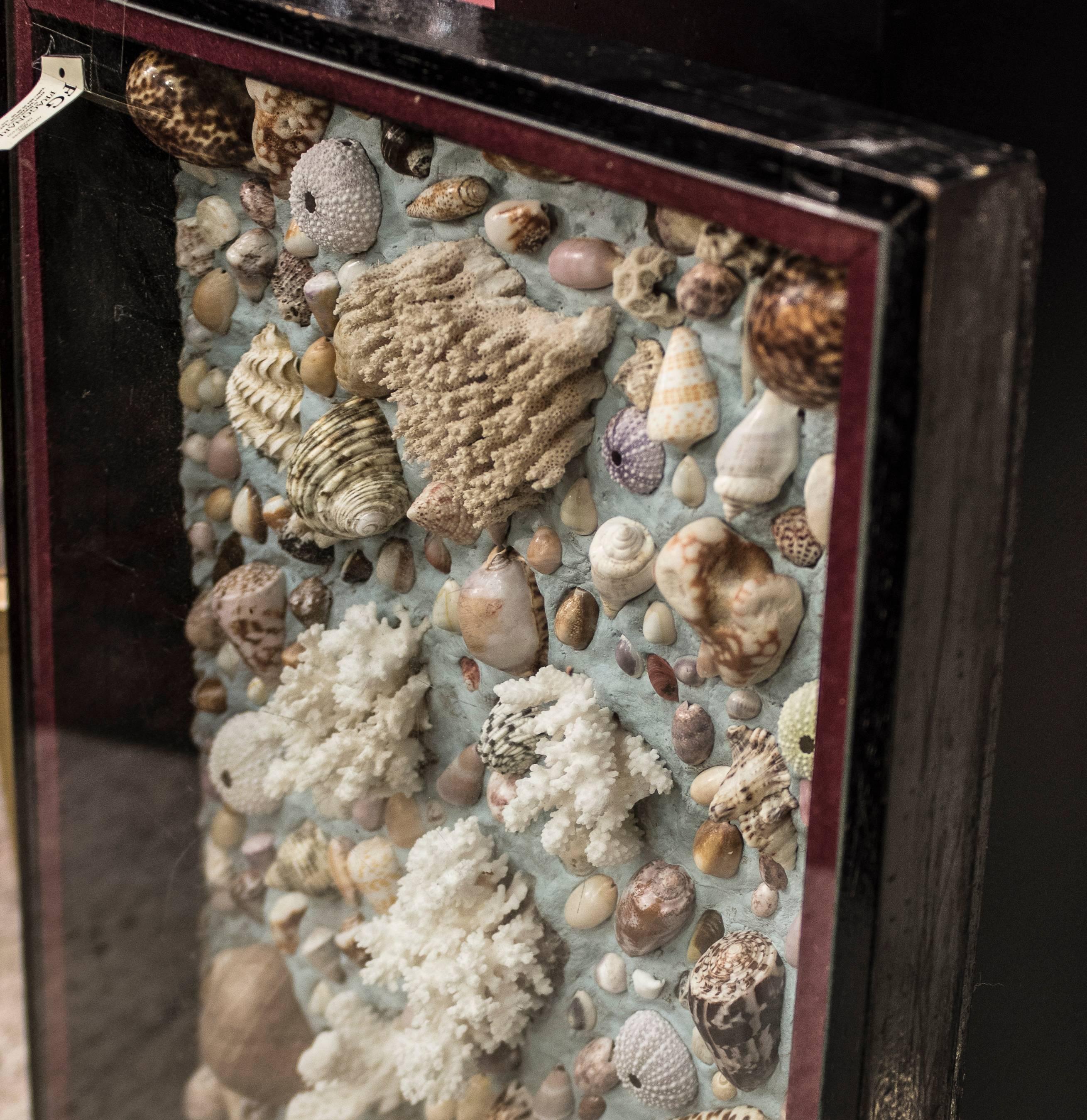 Midcentury French Composition of Corals, Shells and Fossils In Good Condition In Valladolid, ES