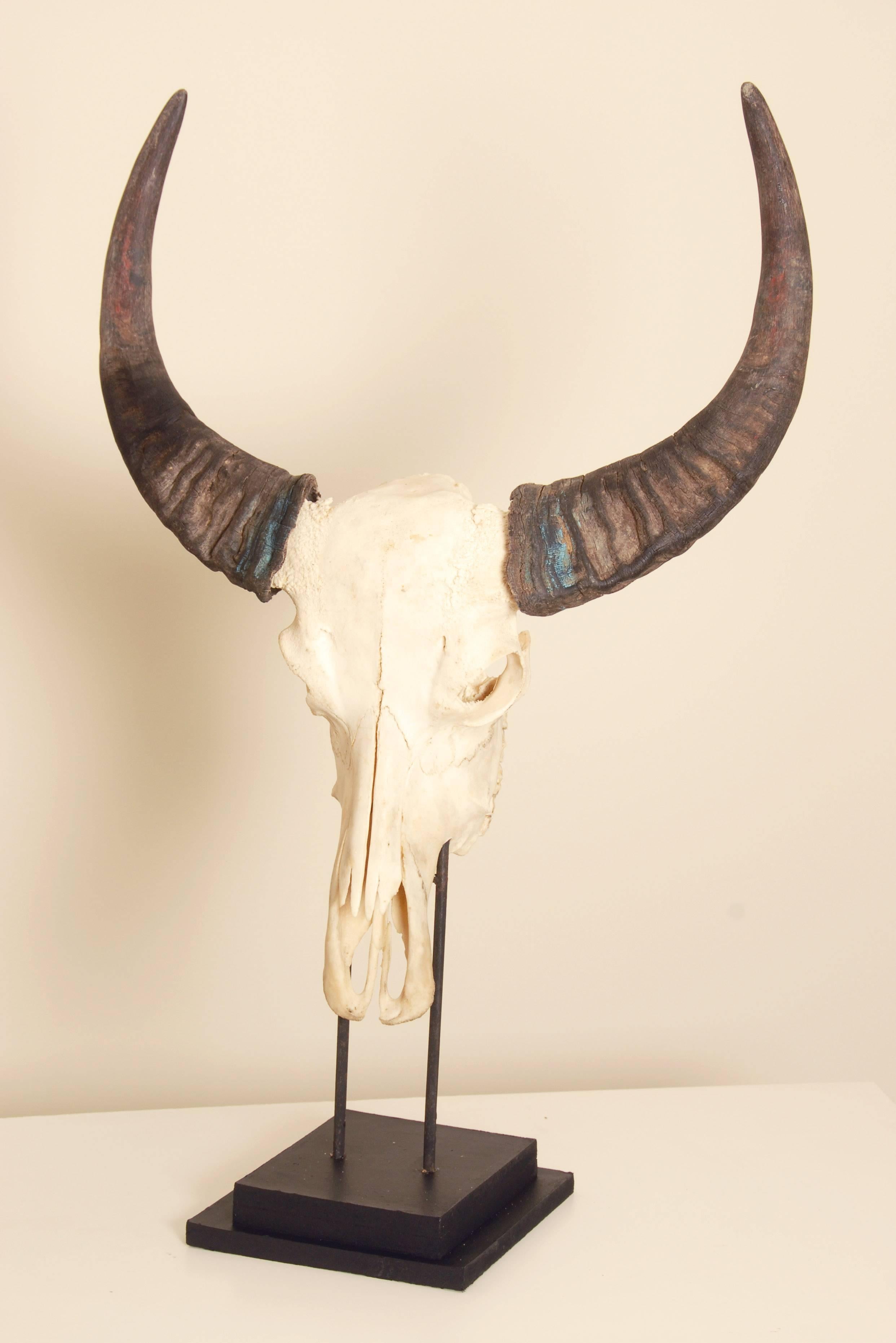 Large 20th century water buffalo skull and horns with cast iron support.
Horns pull off the skull and the skull pulls off the support for easy transportation.
Measure: 37 inches high.