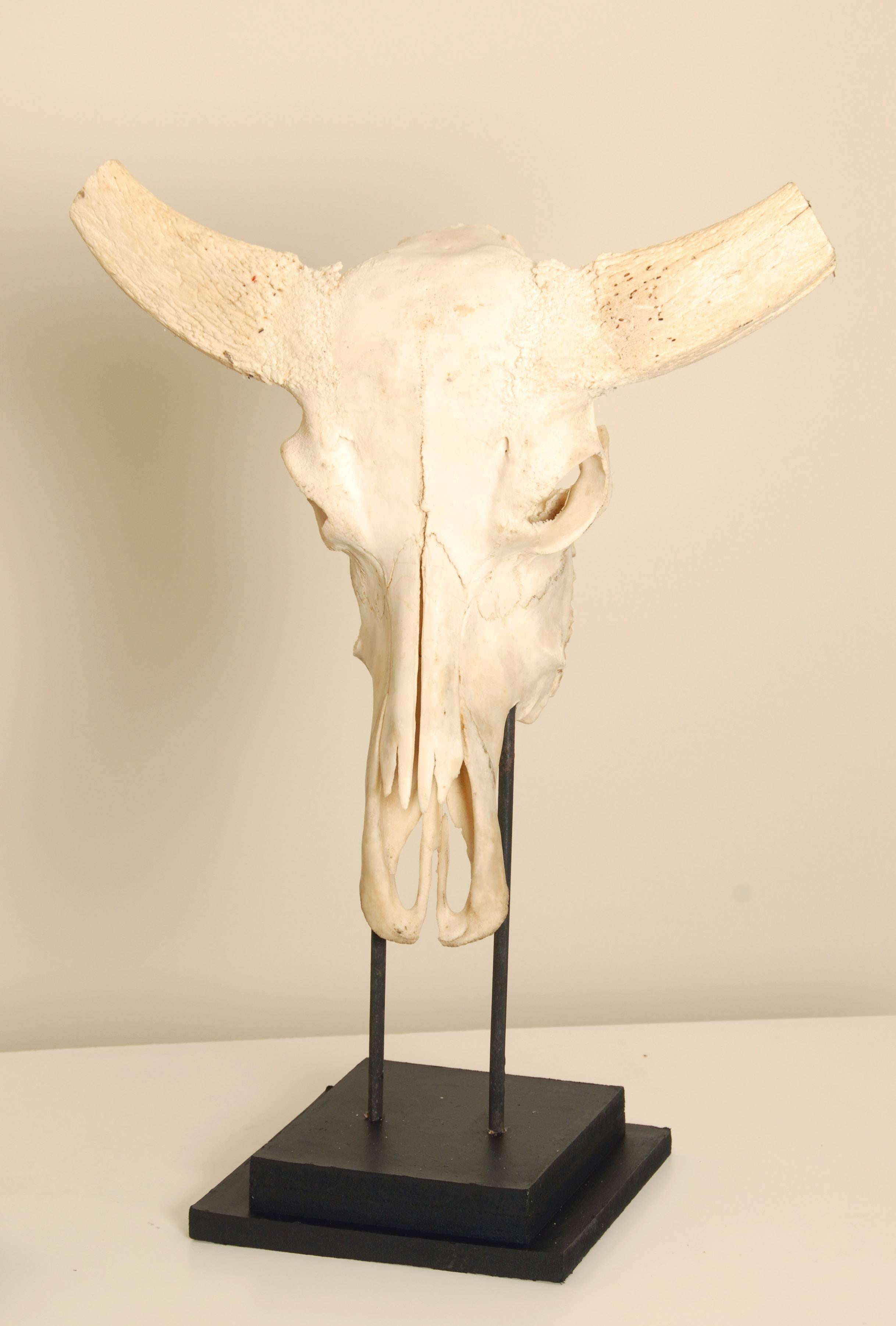 20th Century Buffalo Skull and Horns Mounted on a Wooden Black Painted Base.