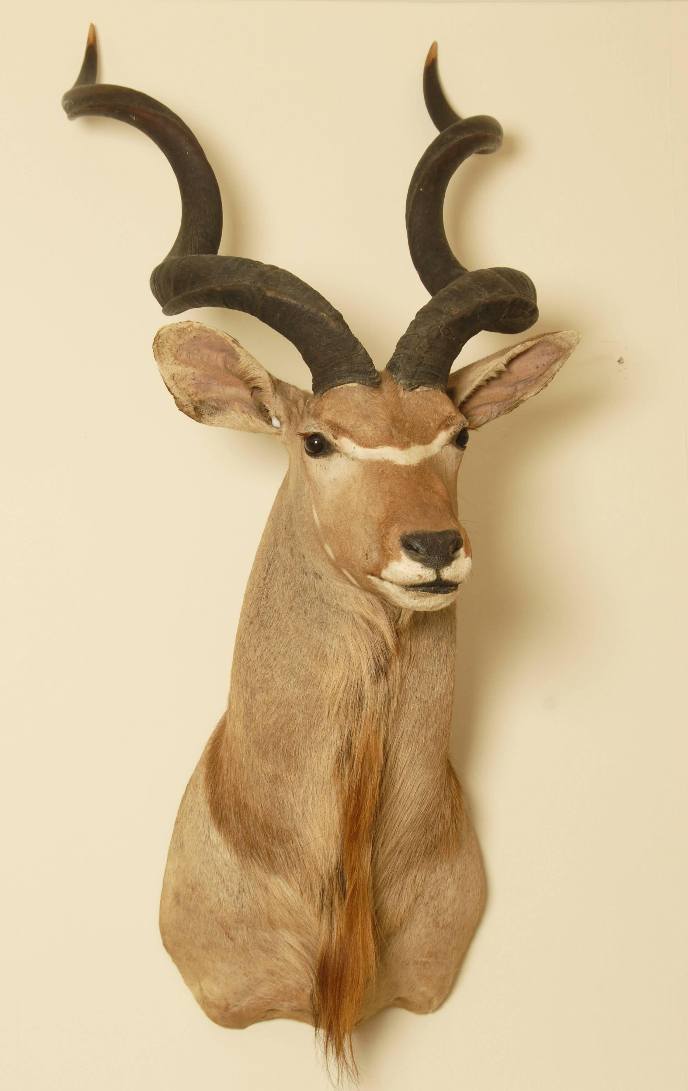 Huge and impressive African Greater Kudu taxidermy head and shoulder mount.
Early 20th century, the taxidermy work is excellent.
This will hang from any wall with one carefully anchored heavy duty screw fixing.