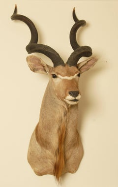 African Greater Kudu Taxidermy Head and Shoulder Mount