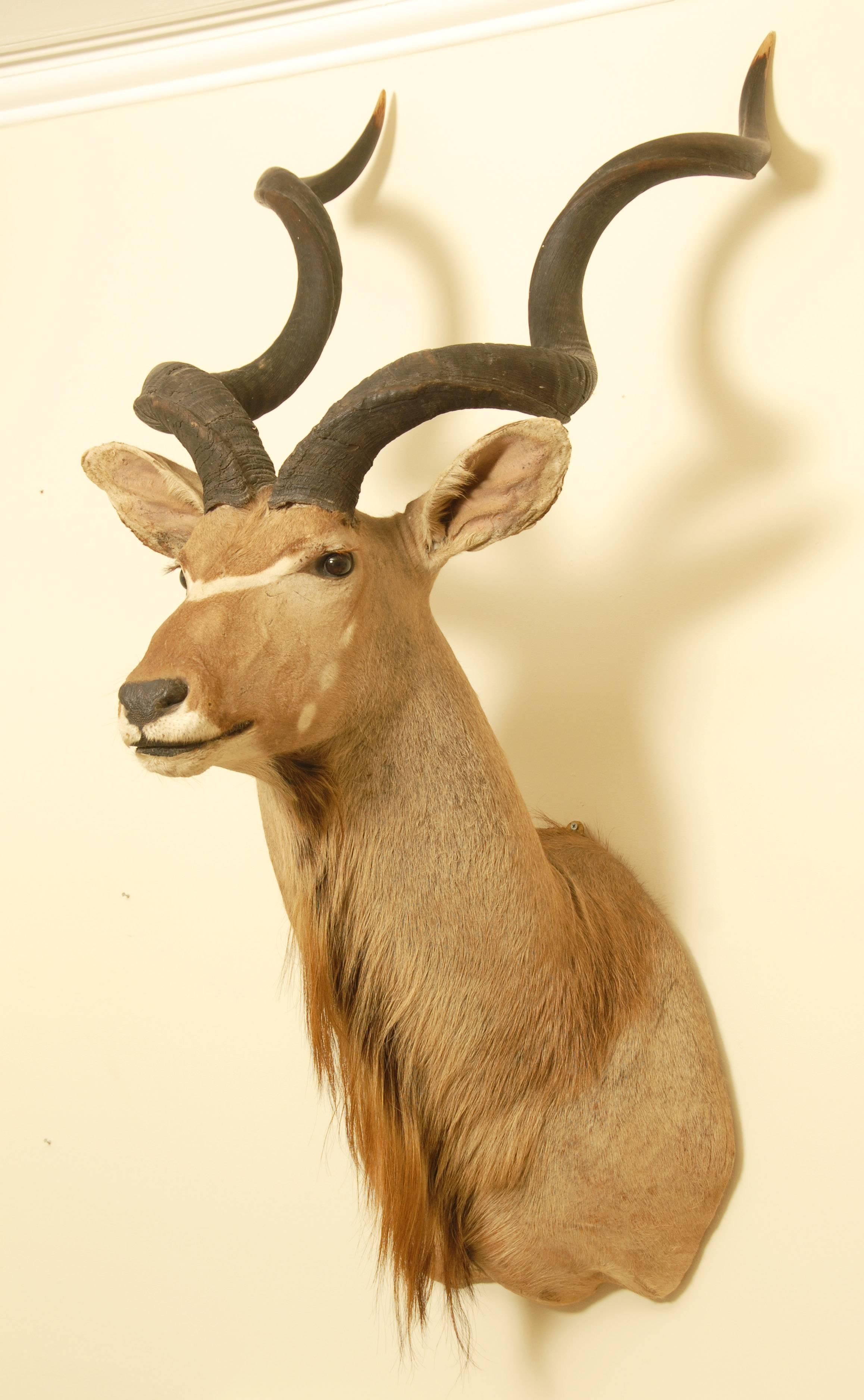 kudu shoulder mount