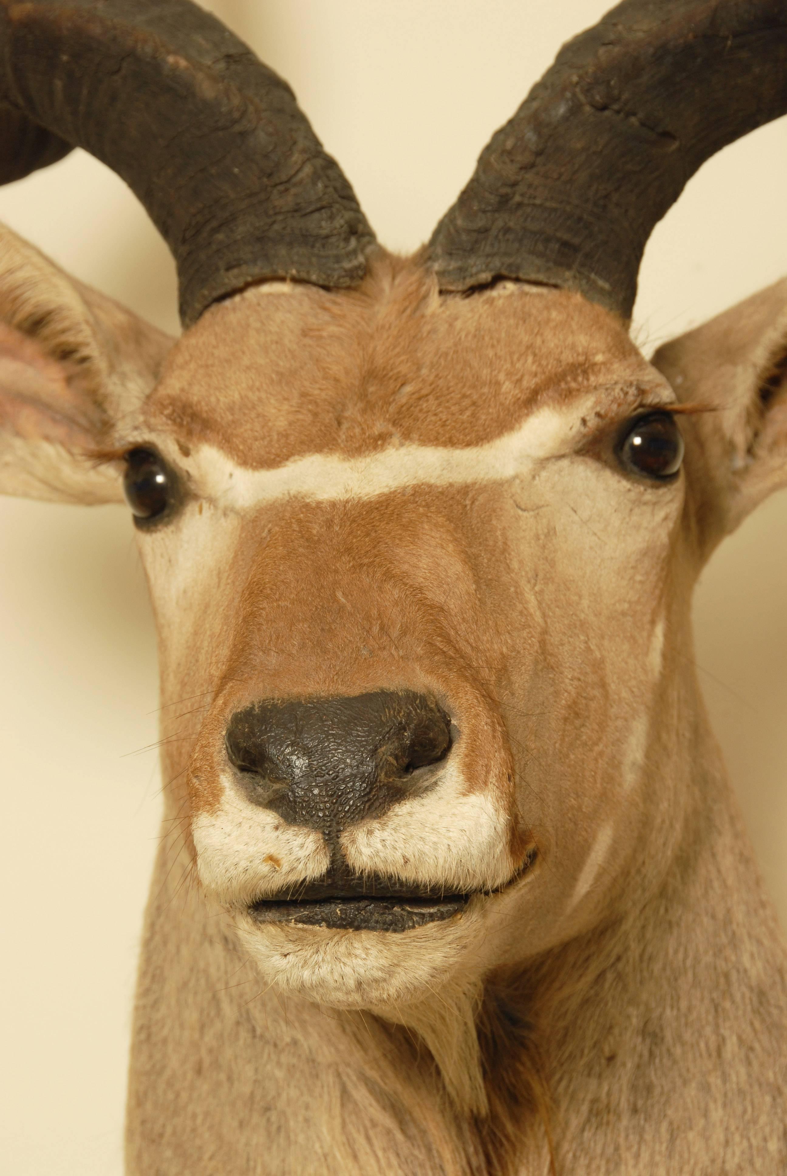 kudu mount for sale
