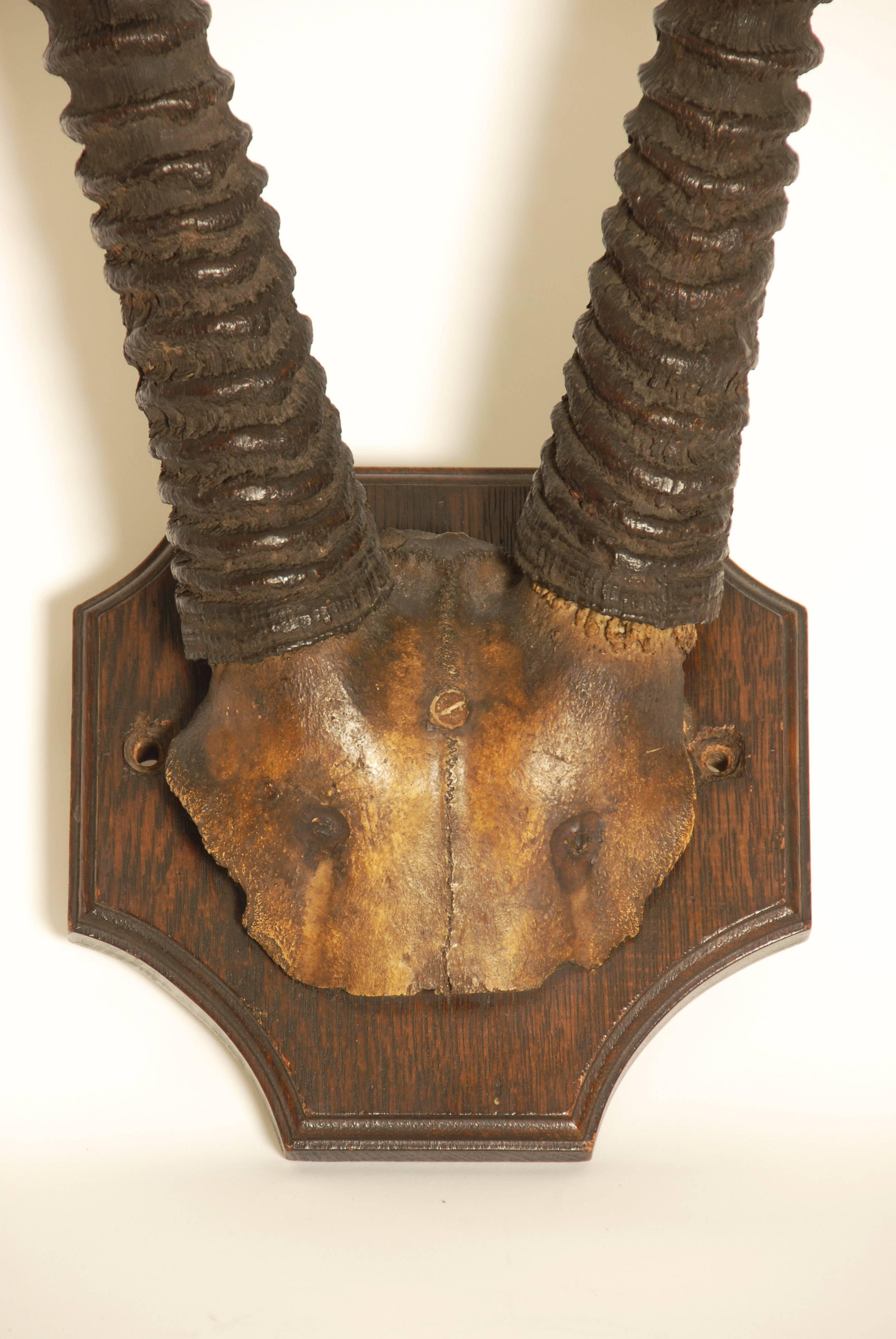 Mid-20th century Oryx horns and part skull, mounted on an oak shield.