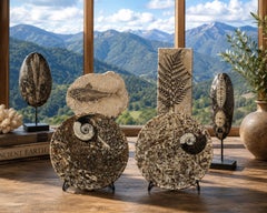 Coppia di placche di ammonite, fossili naturali, 4,5"