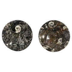 Paire de plaques d'ammonite, fossiles naturels, 4,5 pouces