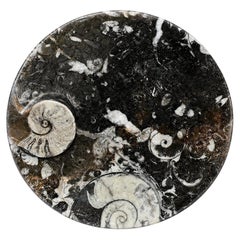 Grande plaque d'ammonite de 6,25 pouces – Fossile naturel vieux de plusieurs millions d'années