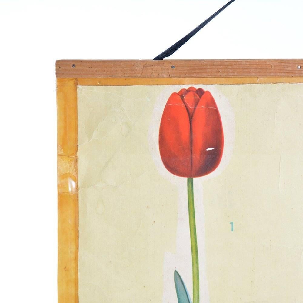 20th Century Rare School Poster of Tulips, Czechoslovakia circa 1960 For Sale