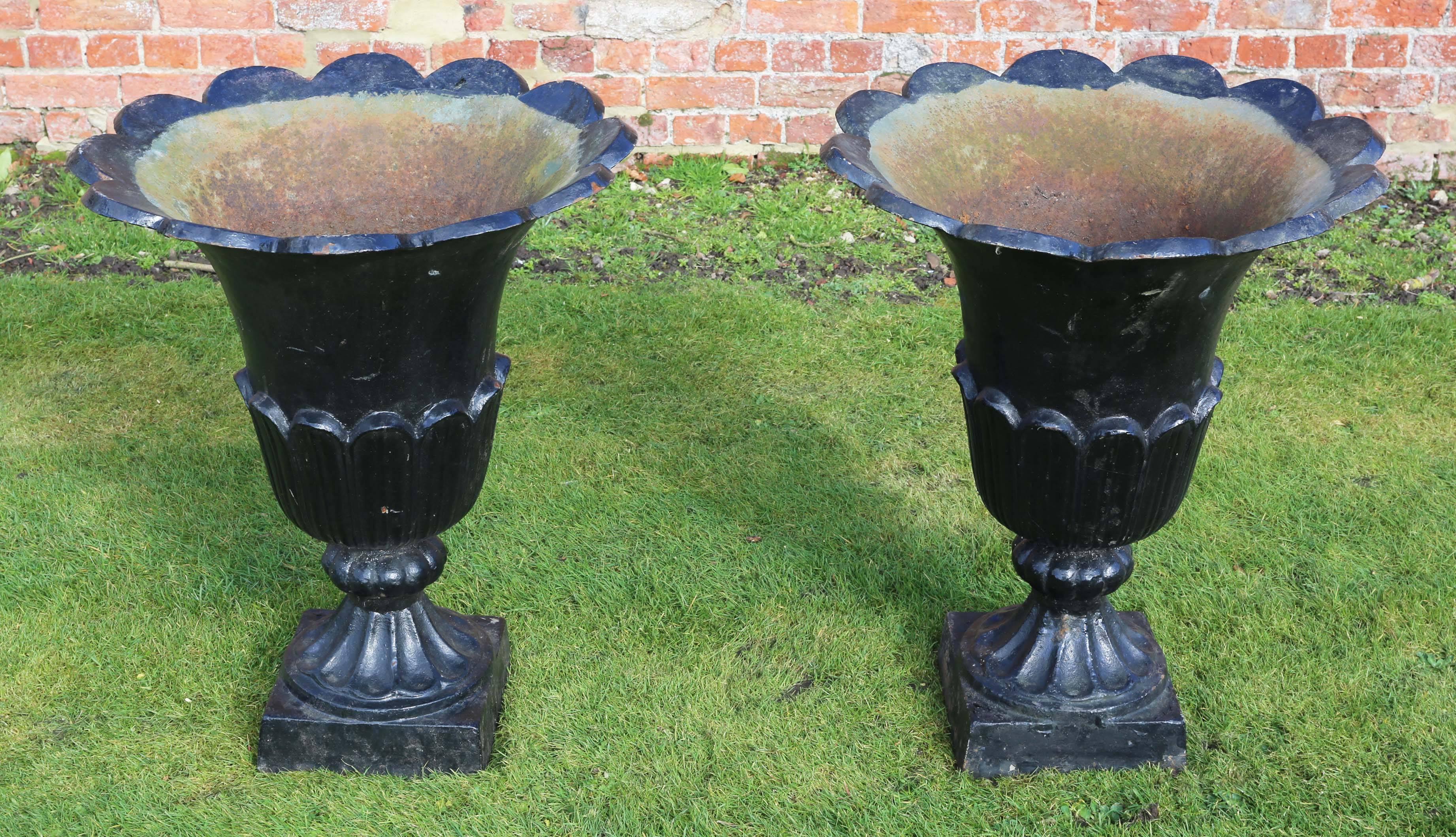Large antique pair of cast iron tulip planters urns plant pots.
We believe that these date from the early 20th century.

Nice aging and weathering. Great rare style a bit special.

Large heavy planters.

Overall maximum dimensions:

60cm