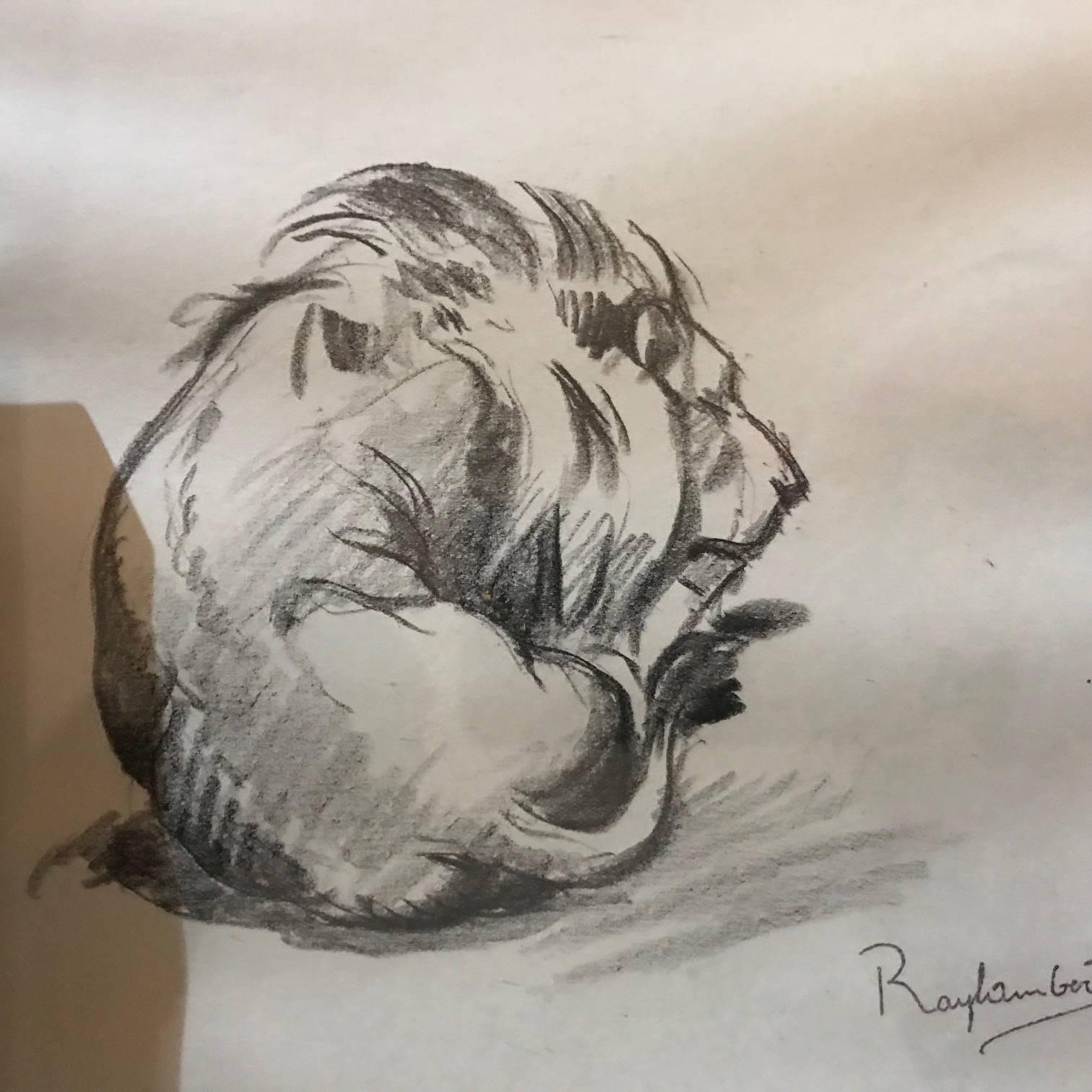 Paul Jouve period 12 Original french Drawing most of Lion by Raylambert , 1940 In Excellent Condition In Denia, ES