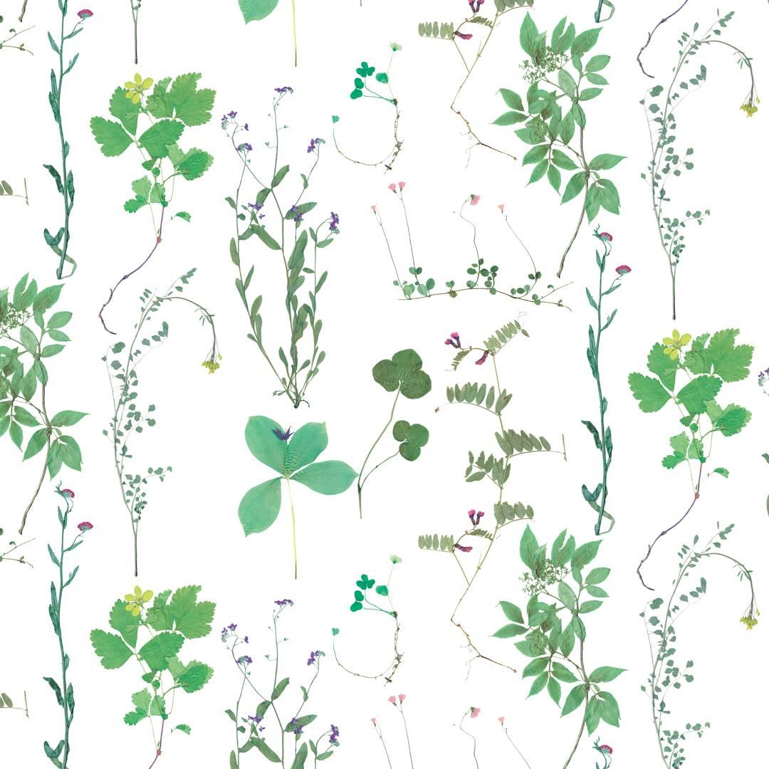 Herbario Designer Wallpaper in Sprout 'Multi-Color Greens on White' For Sale