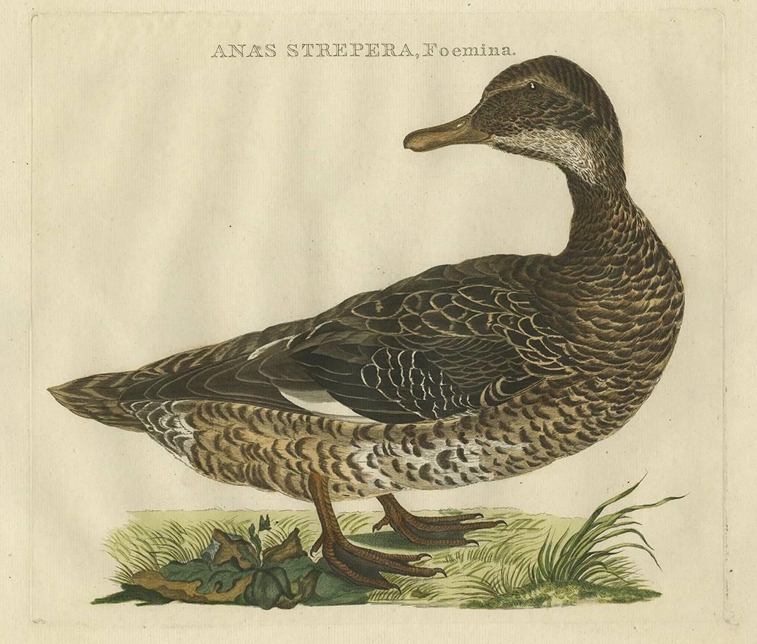 Set of two beautiful antique hand-colored engravings of ducks. These engravings illustrate a male and female Gadwall duck (Anas Strepera, Mas and Foemina) and originate from: 