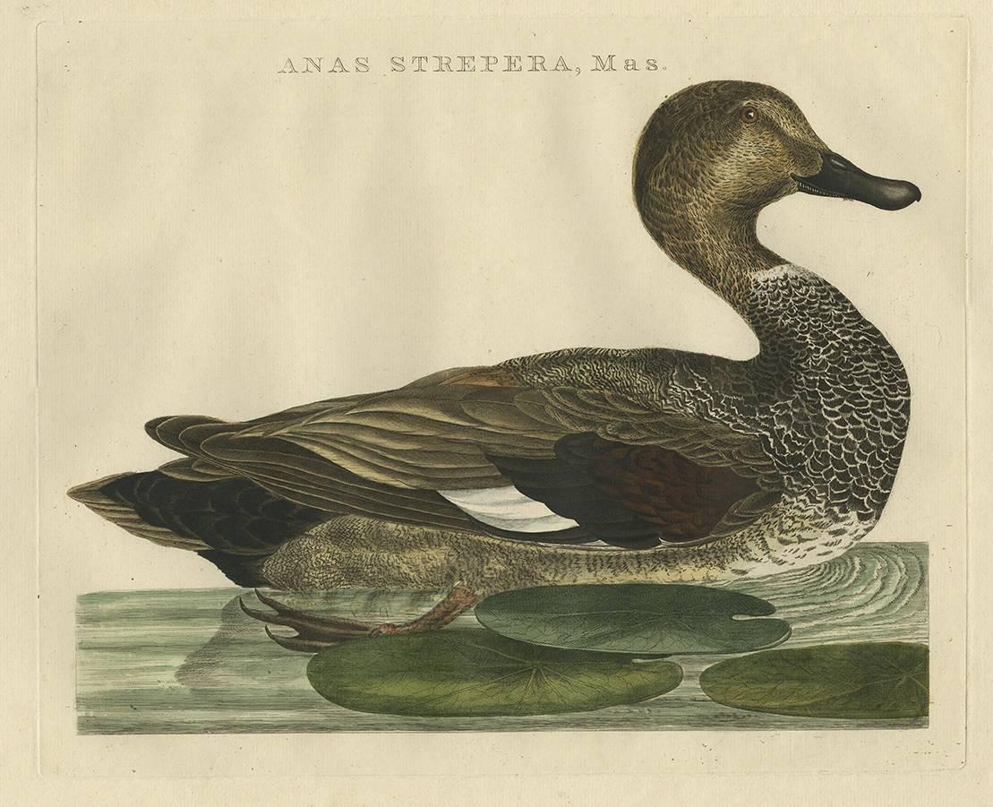 18th Century Set of Two Antique Bird Prints Male and Female Gadwall Duck 'Anas Strepera'
