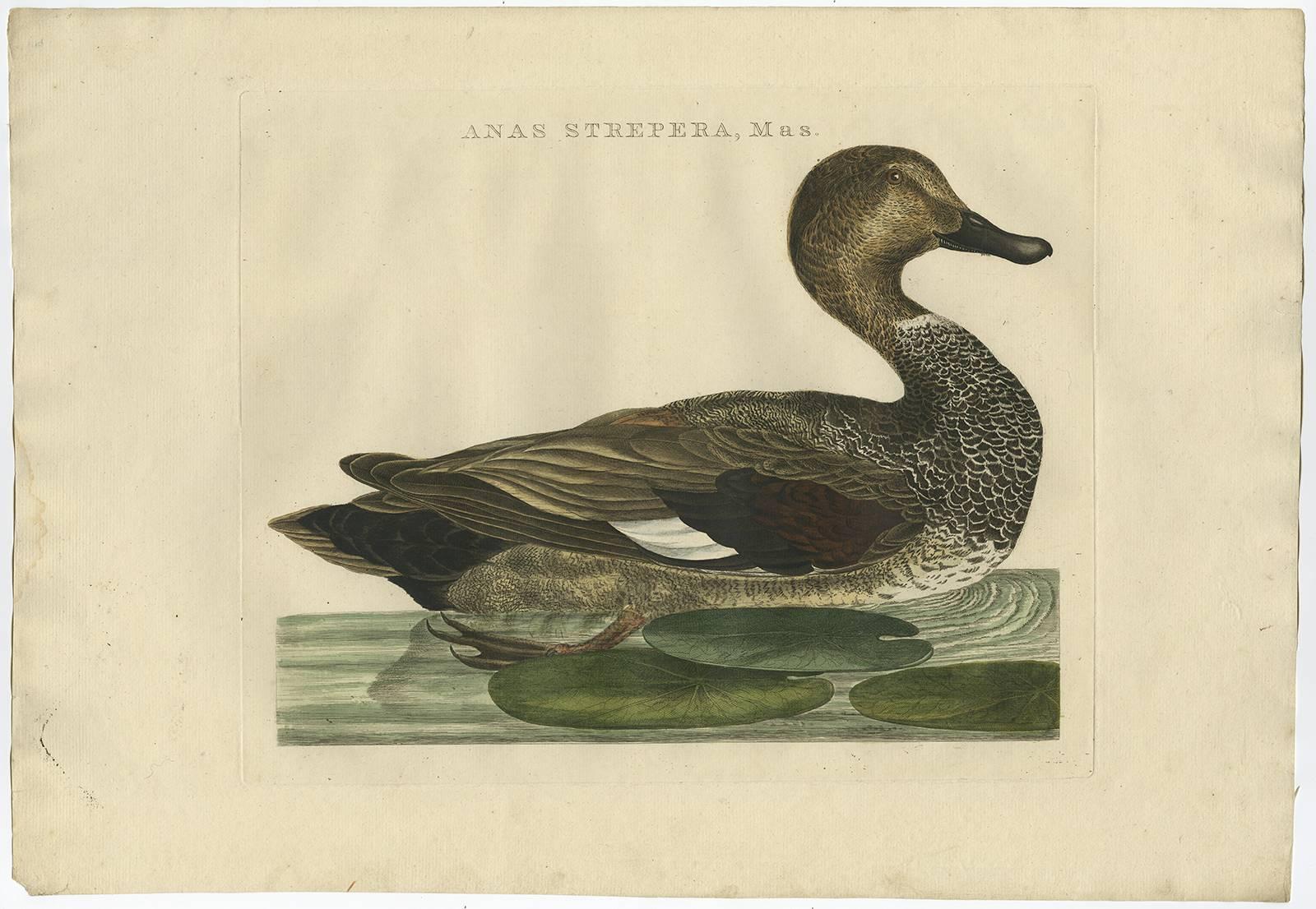 Dutch Set of Two Antique Bird Prints Male and Female Gadwall Duck 'Anas Strepera'