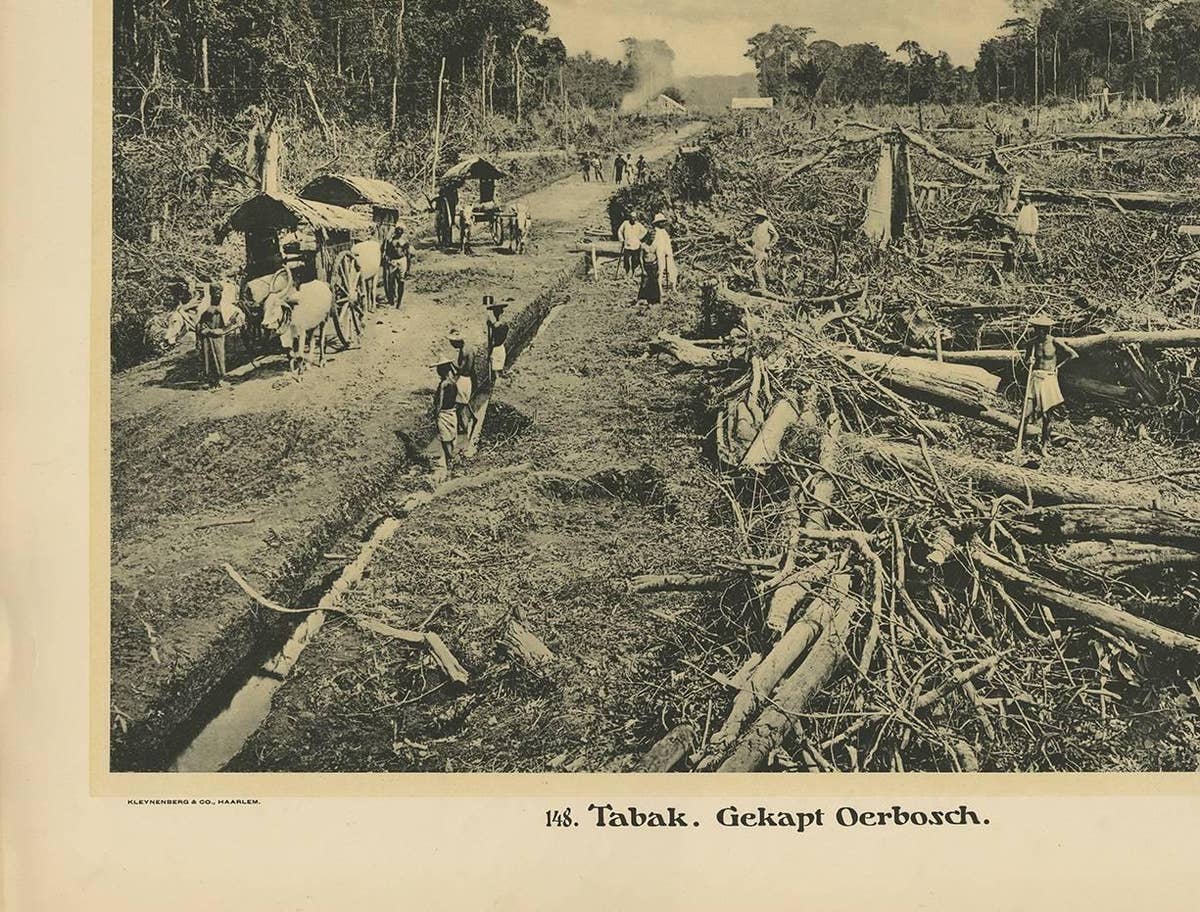 Photographic Plate Illustrating Felling Timber by Kleynenberg, 1910