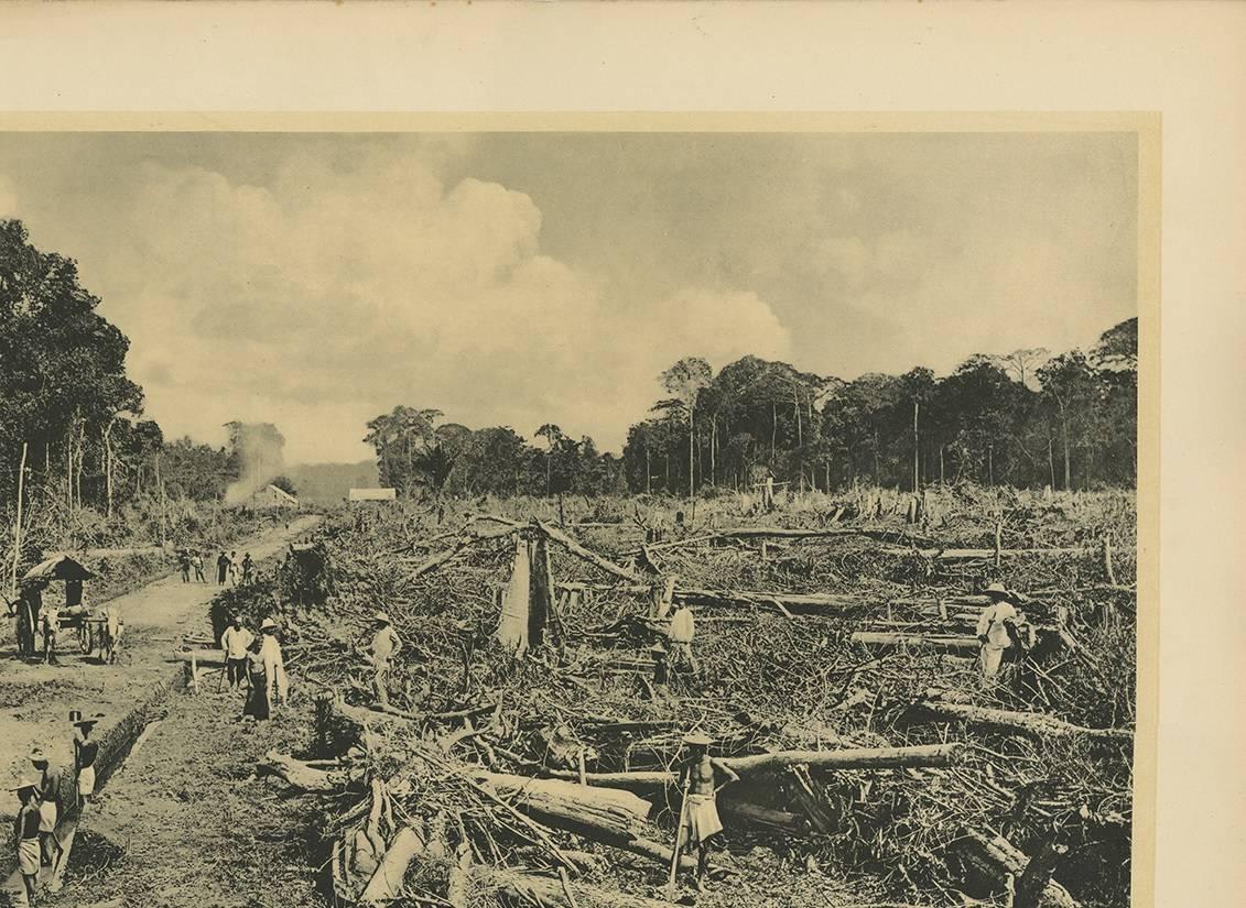 Photographic Plate Illustrating Felling Timber by Kleynenberg, 1910 In Good Condition For Sale In Langweer, NL