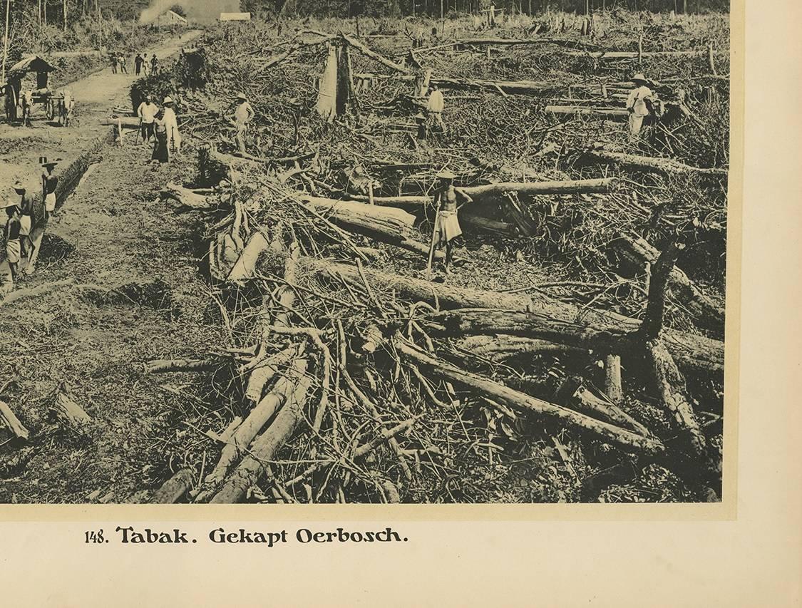 Paper Photographic Plate Illustrating Felling Timber by Kleynenberg, 1910 For Sale