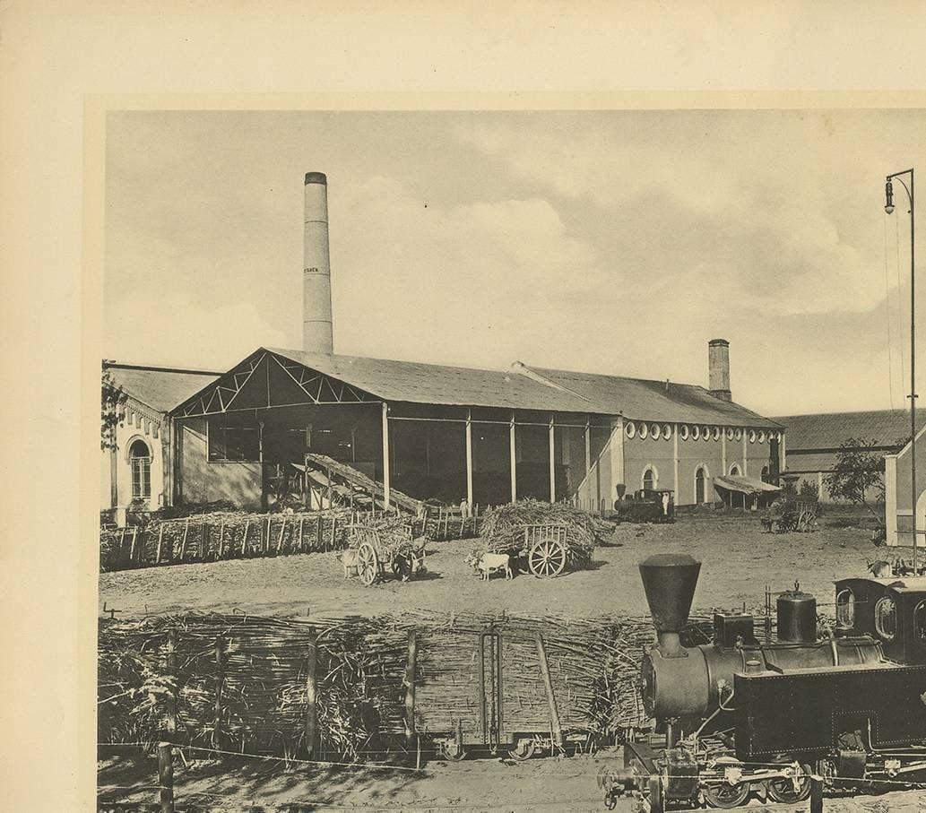 Photographic Plate Illustrating the Transportation of Cane by Kleynenberg, 1910