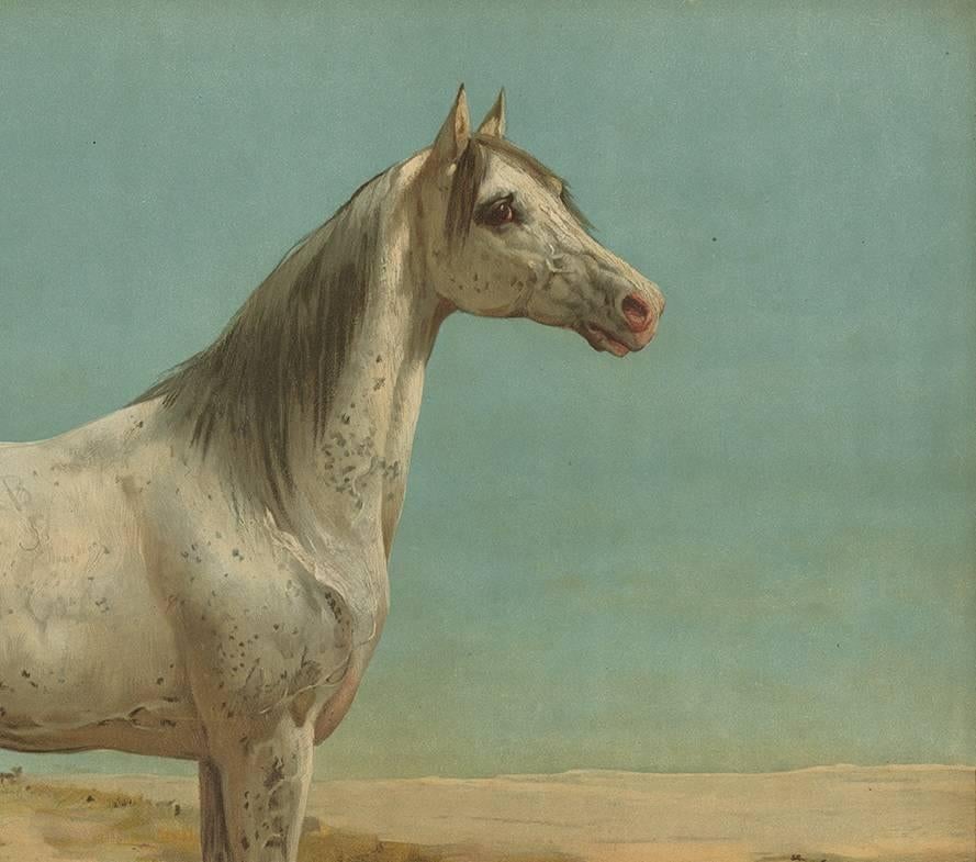 arabian horse prints