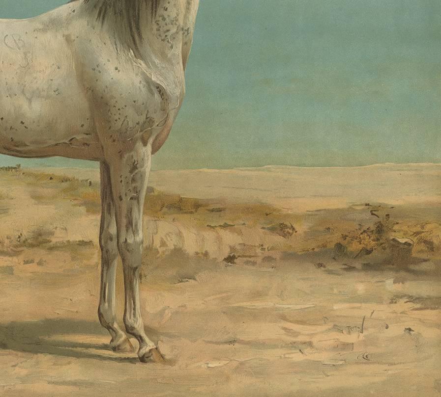 old arabian horse