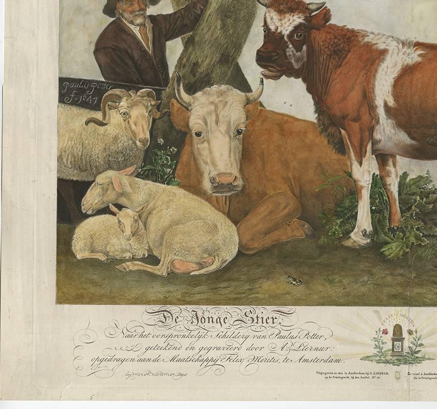 19th Century Antique Print of a Bull-Calf, Made After the Painting of Paulus Potter