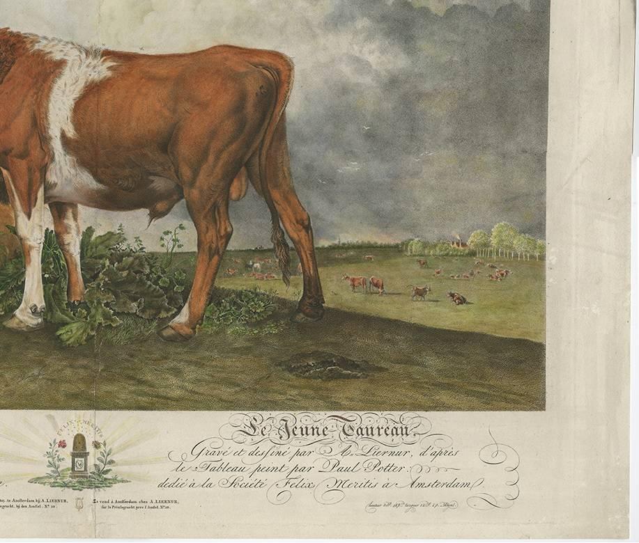 Paper Antique Print of a Bull-Calf, Made After the Painting of Paulus Potter