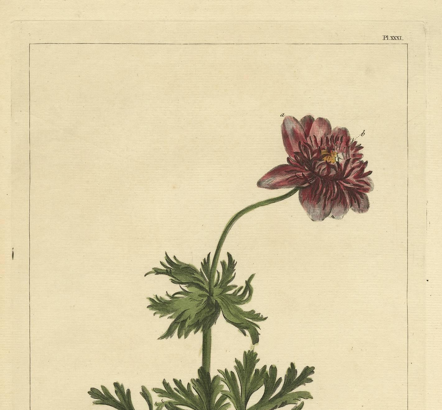 Plate XXXI 'Anemone', originates from 'Figures of the most beautiful, useful and uncommon plants described in the gardener's dictionary (..)' by P. Miller. 

Philip Miller was the principal horticulturalist in England in the mid-18th century.  As