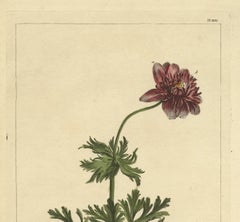 Antique Flower Print 'Anemone', Mid-18th Century, Paper, England