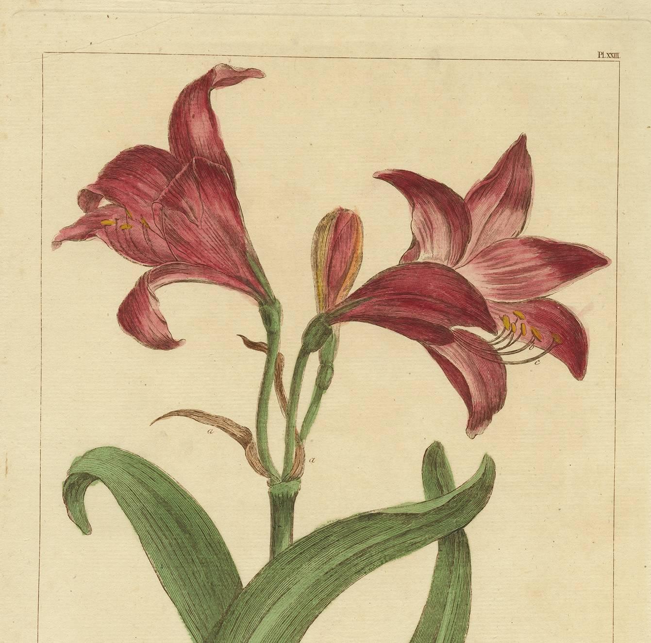 Plate XXIII 'Amaryllis', originates from 'Figures of the most Beautiful, Useful and Uncommon Plants described in the Gardener's Dictionary (..)' by P. Miller. 

Philip Miller was the principal horticulturalist in England in the mid-18th century.