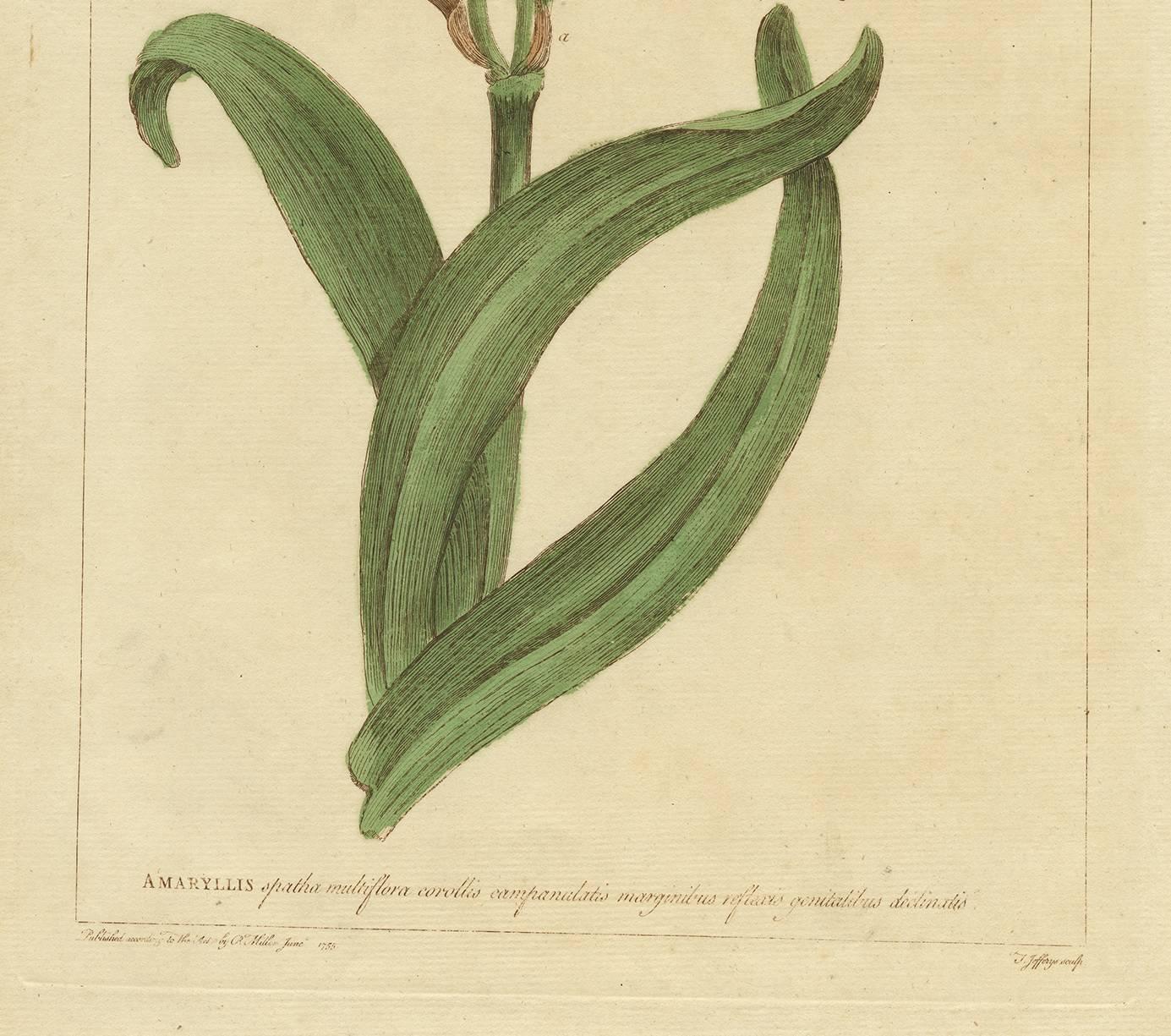 Antique Flower Print 'Amaryllis' by P. Miller, 1755 In Good Condition In Langweer, NL