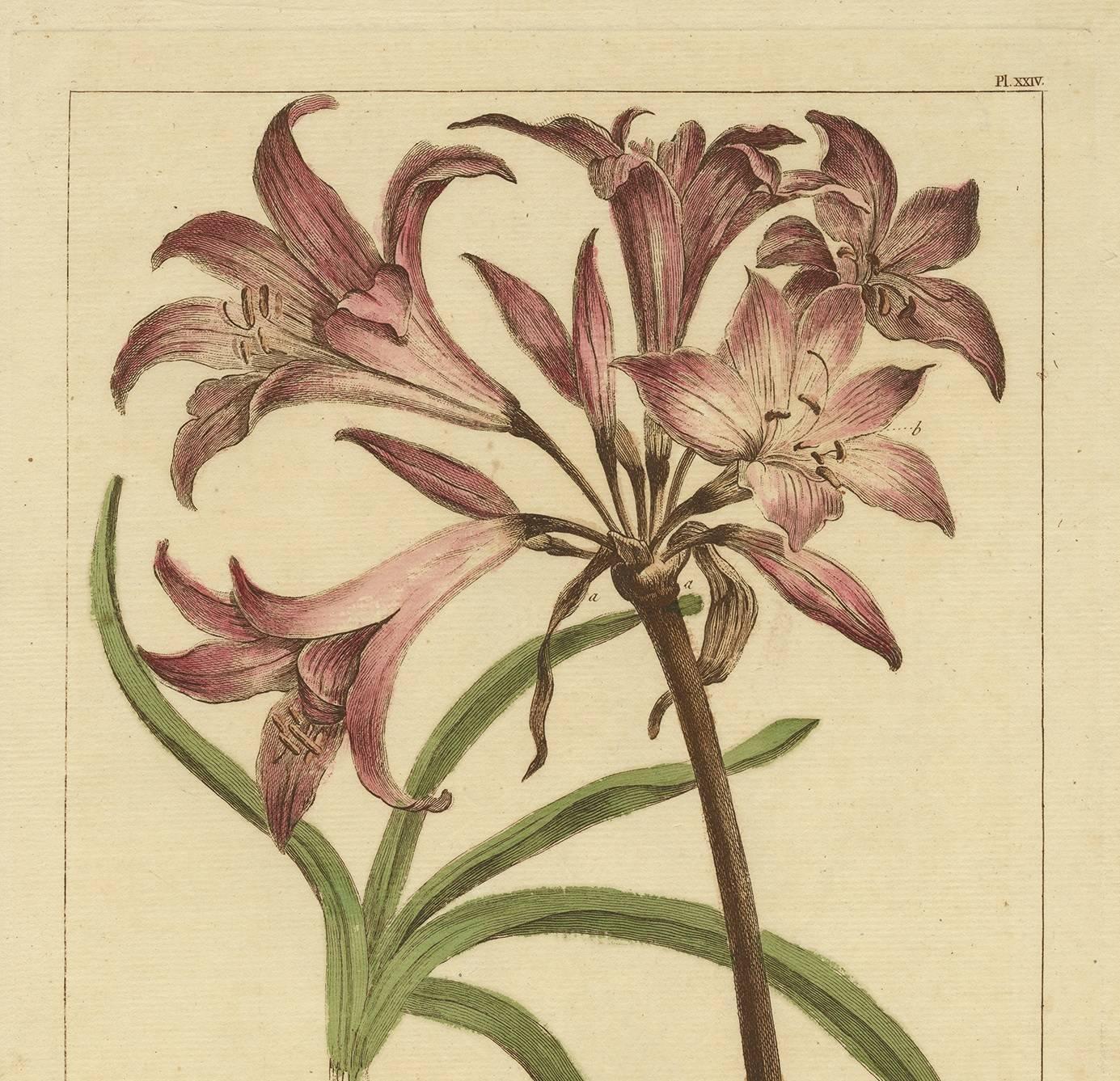 Plate XXIV 'Amaryllis', originates from 'Figures of the most beautiful, useful and uncommon plants described in the Gardener's Dictionary (..)' by P. Miller.

Philip Miller was the principal horticulturalist in England in the mid-18th century. As