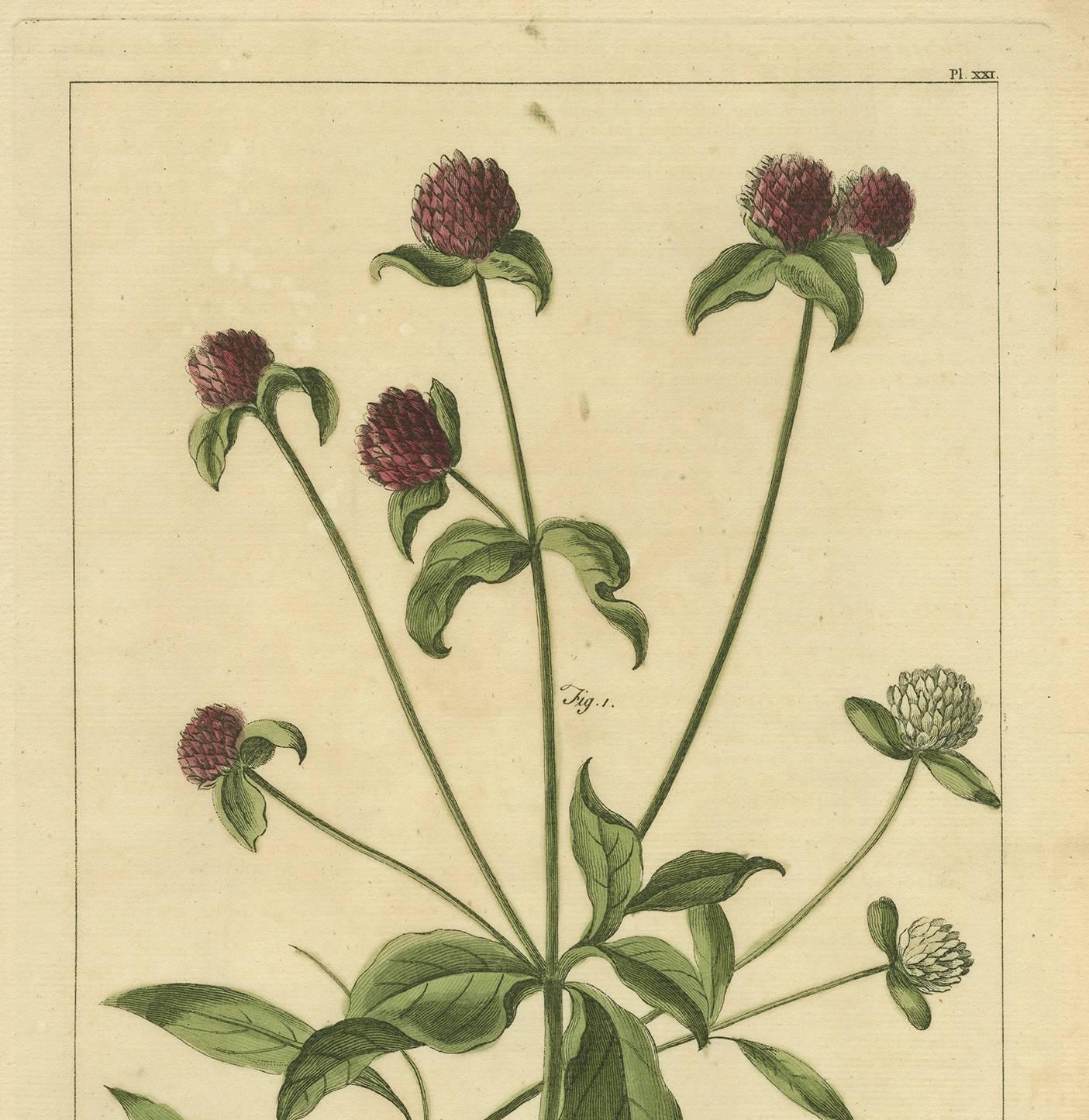 Plate XXI 'Amaranthoides', originates from 'Figures of the most beautiful, useful and uncommon plants described in the Gardener's Dictionary (..)' by P. Miller. 

Philip Miller was the principal horticulturalist in England in the mid-18th