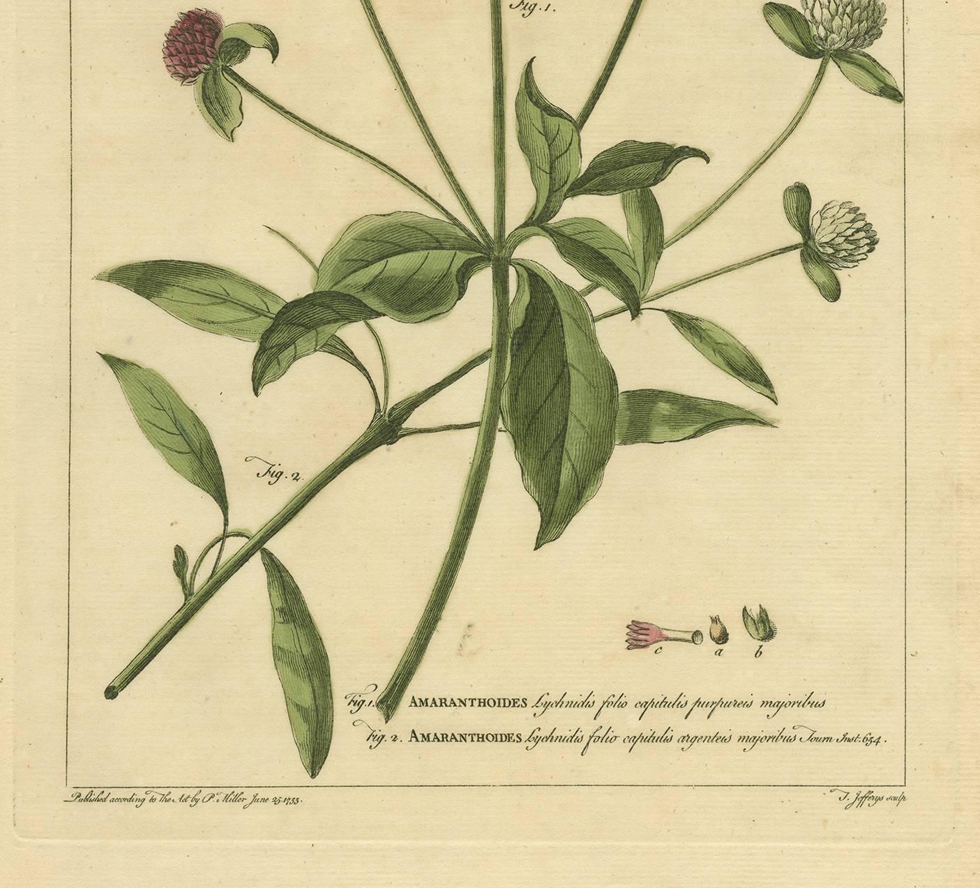 Antique Flower Print 'Amaranthoides' , 1755 In Good Condition For Sale In Langweer, NL