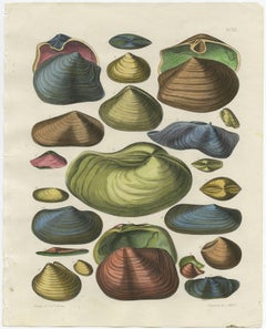 Set of Two Shell Prints Plate XCIII and XCV by Captain T. Brown, 1845