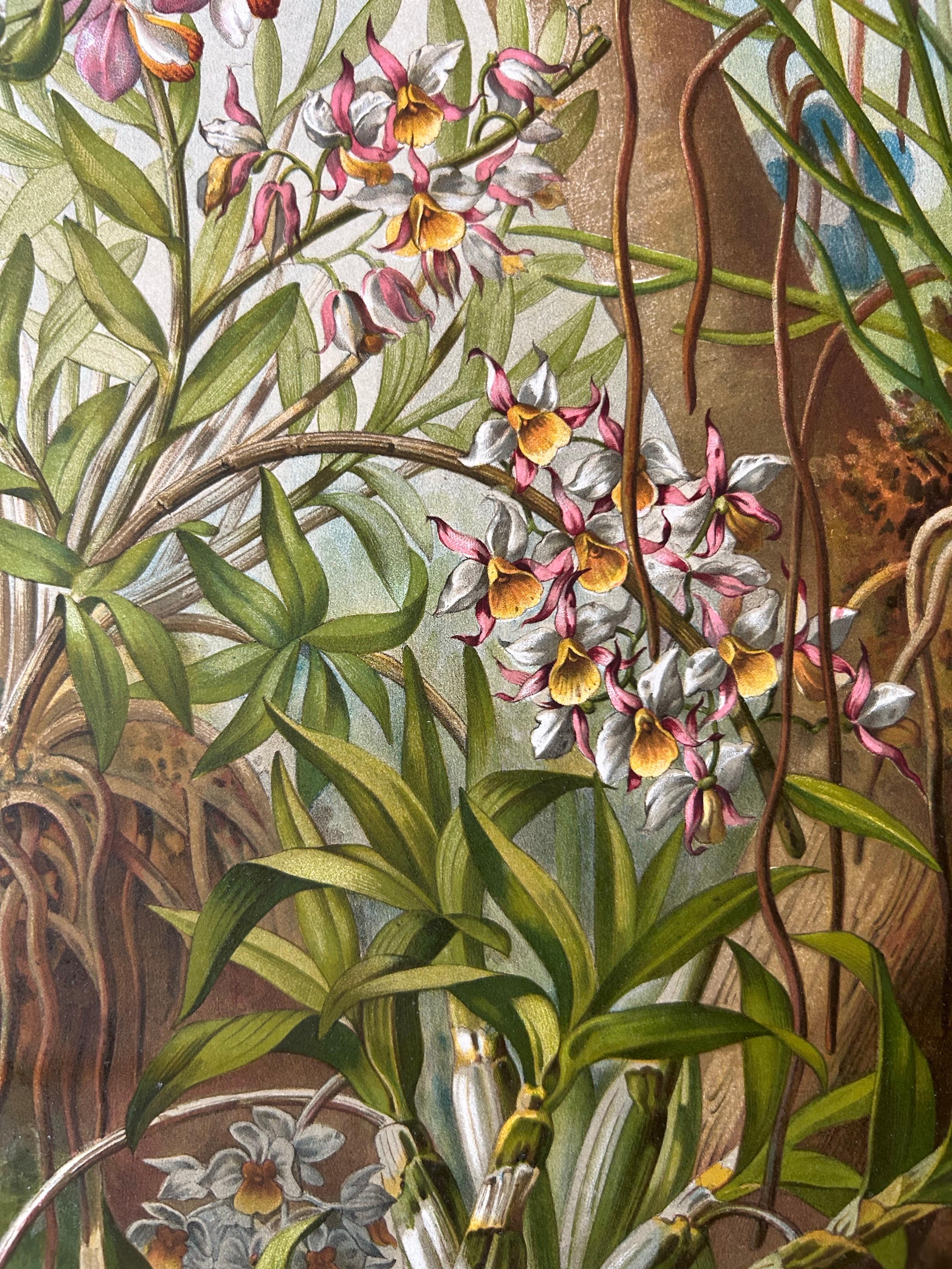 Stampa antica di grandi dimensioni di Orchidee ed Epifite in Laos in vendita 1