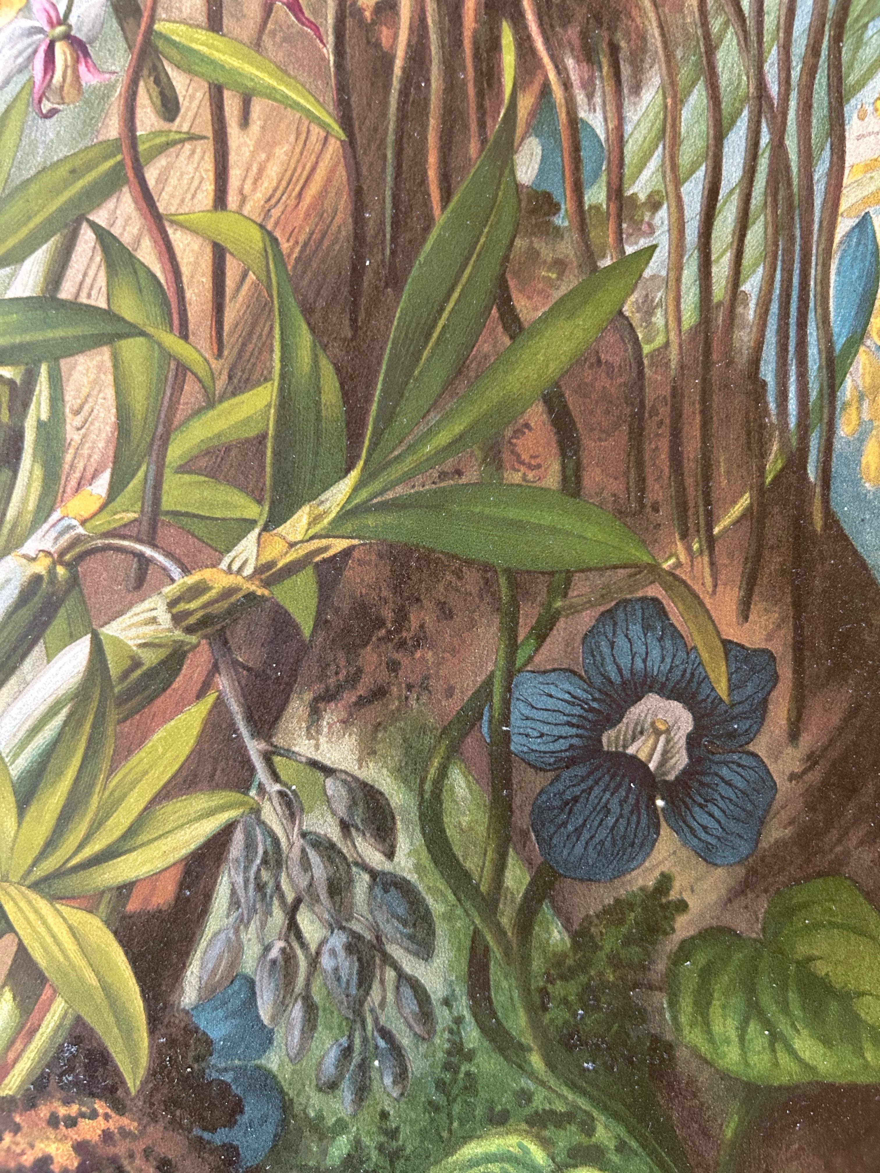 Carta Stampa antica di grandi dimensioni di Orchidee ed Epifite in Laos in vendita