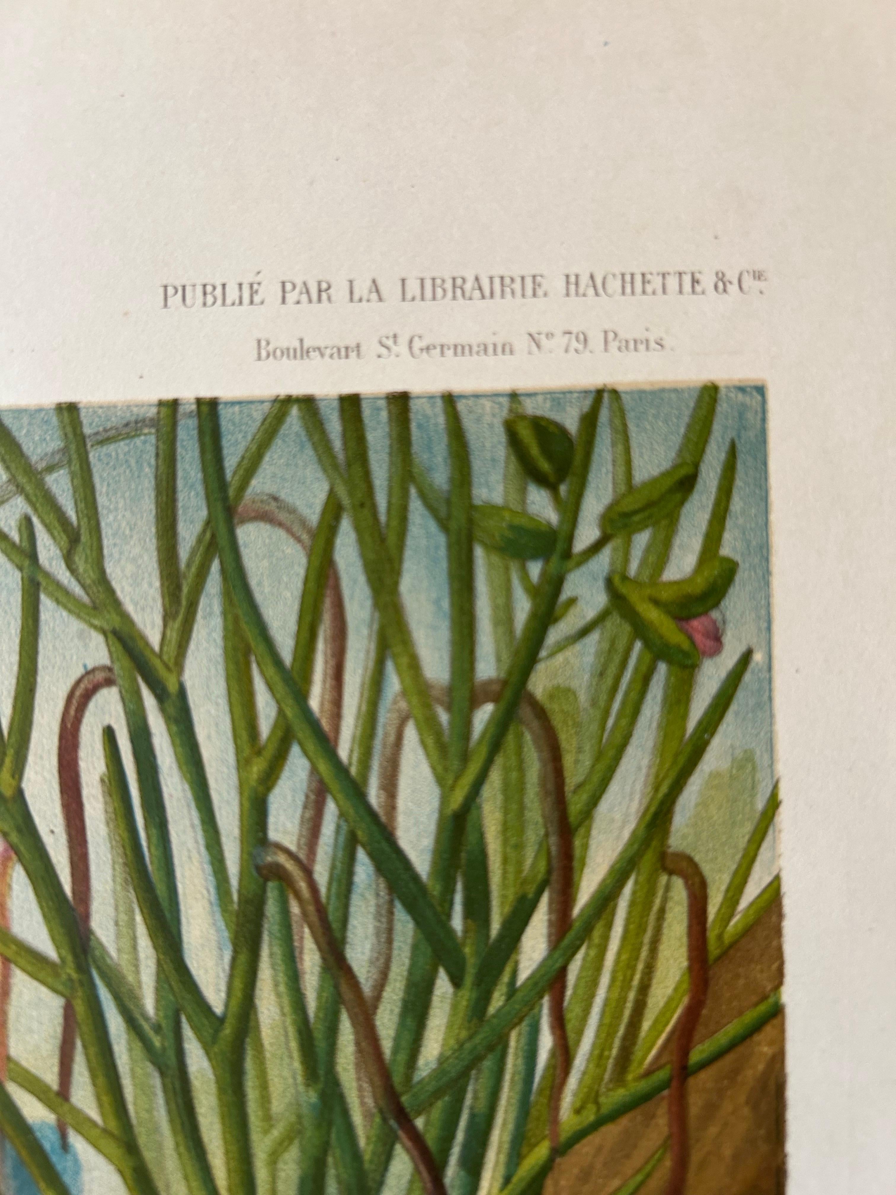 Stampa antica di grandi dimensioni di Orchidee ed Epifite in Laos in vendita 3