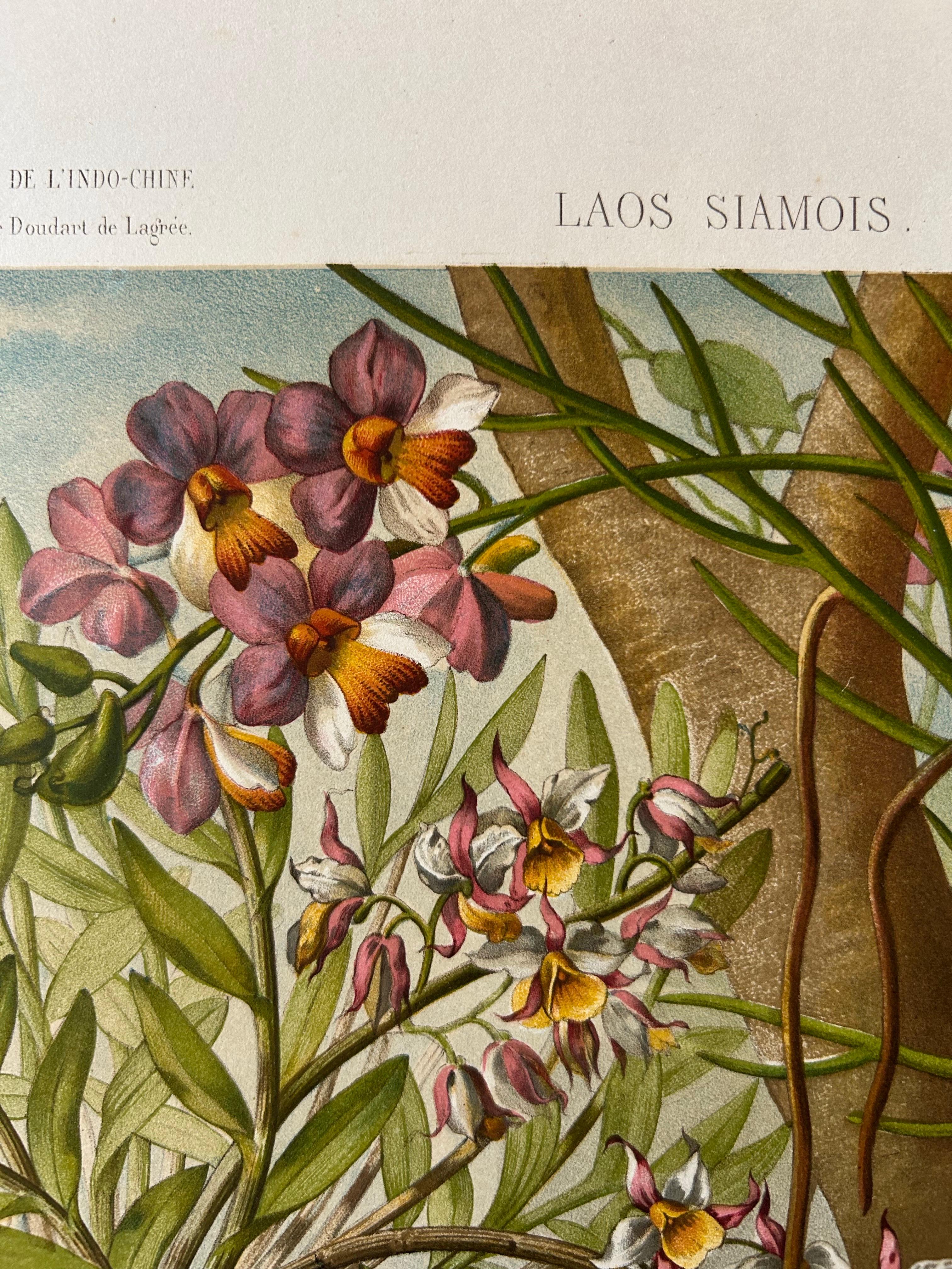 Stampa antica di grandi dimensioni di Orchidee ed Epifite in Laos in vendita 4